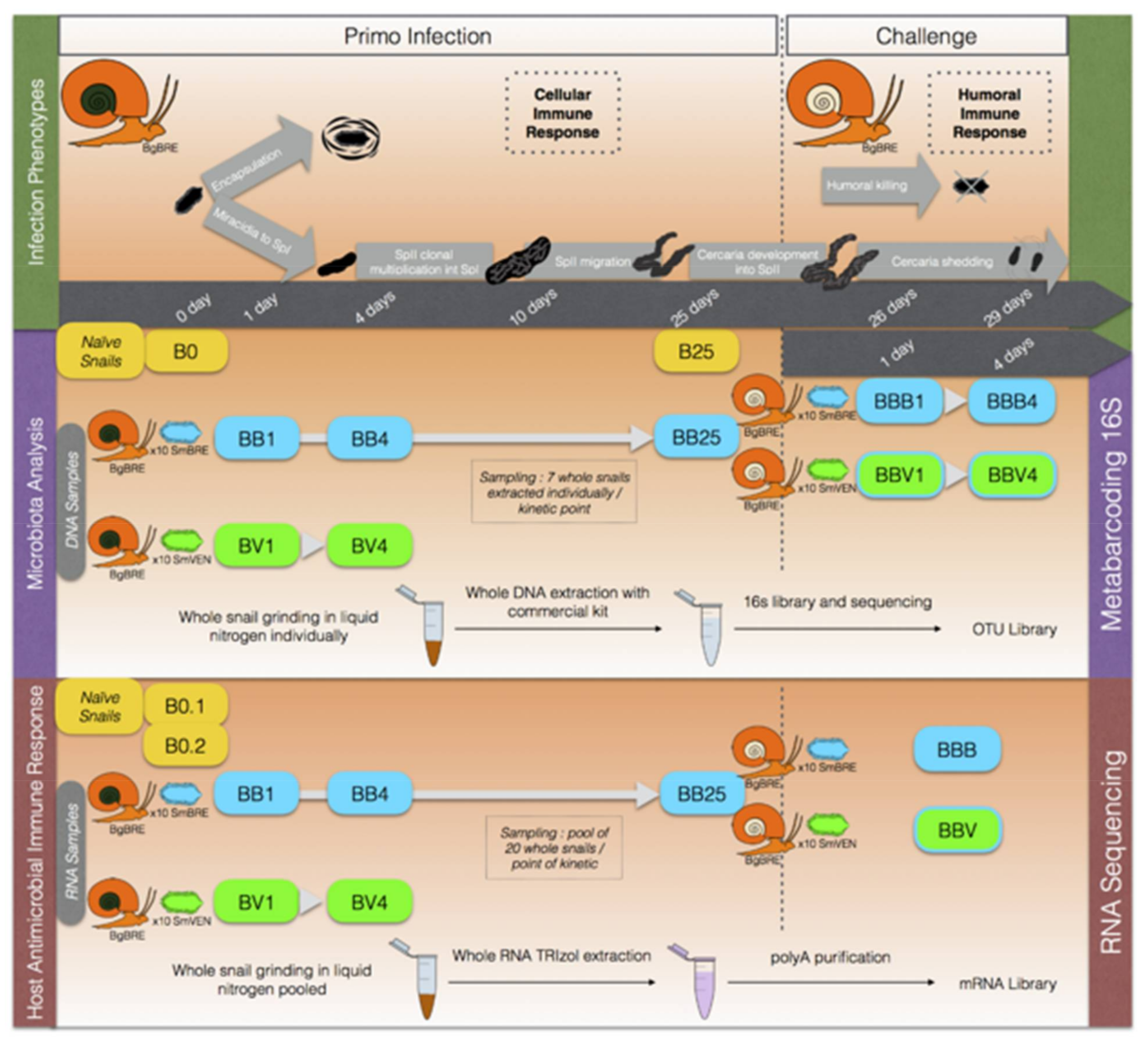 Microorganisms 09 01084 g001
