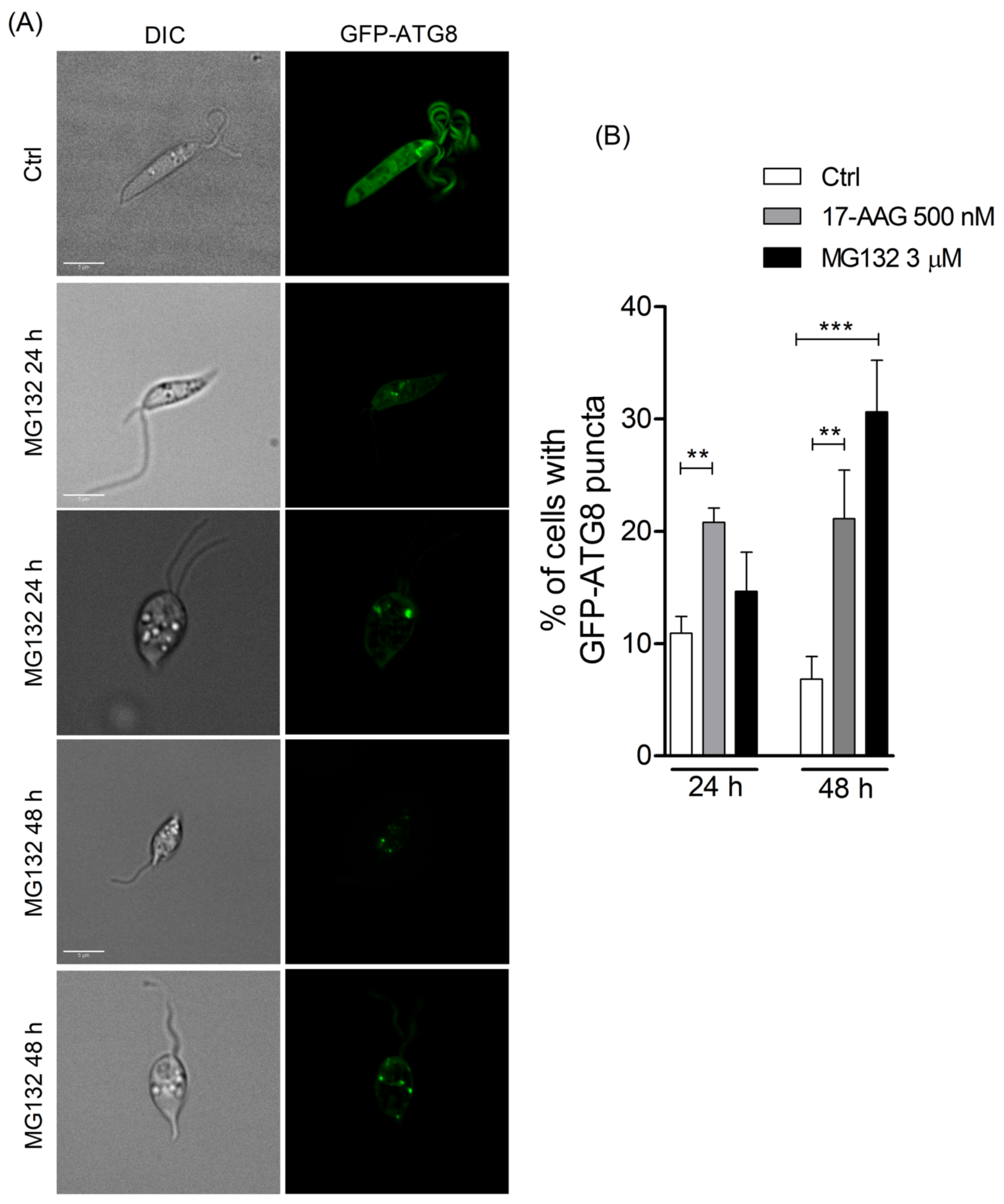 Microorganisms 09 01089 g005 Microorganisms 09 01089 g005