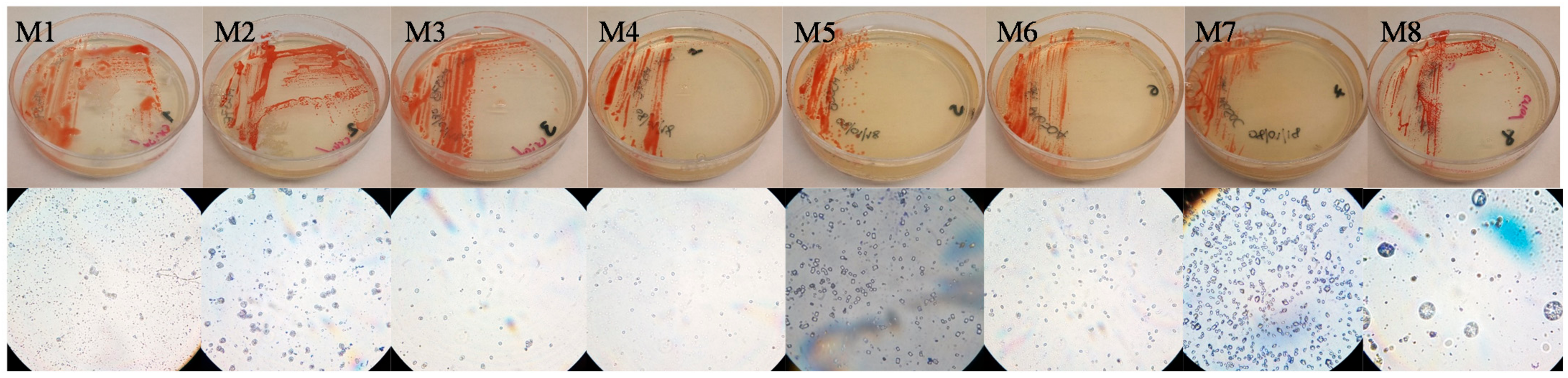 Microorganisms 09 01096 g003 Microorganisms 09 01096 g003