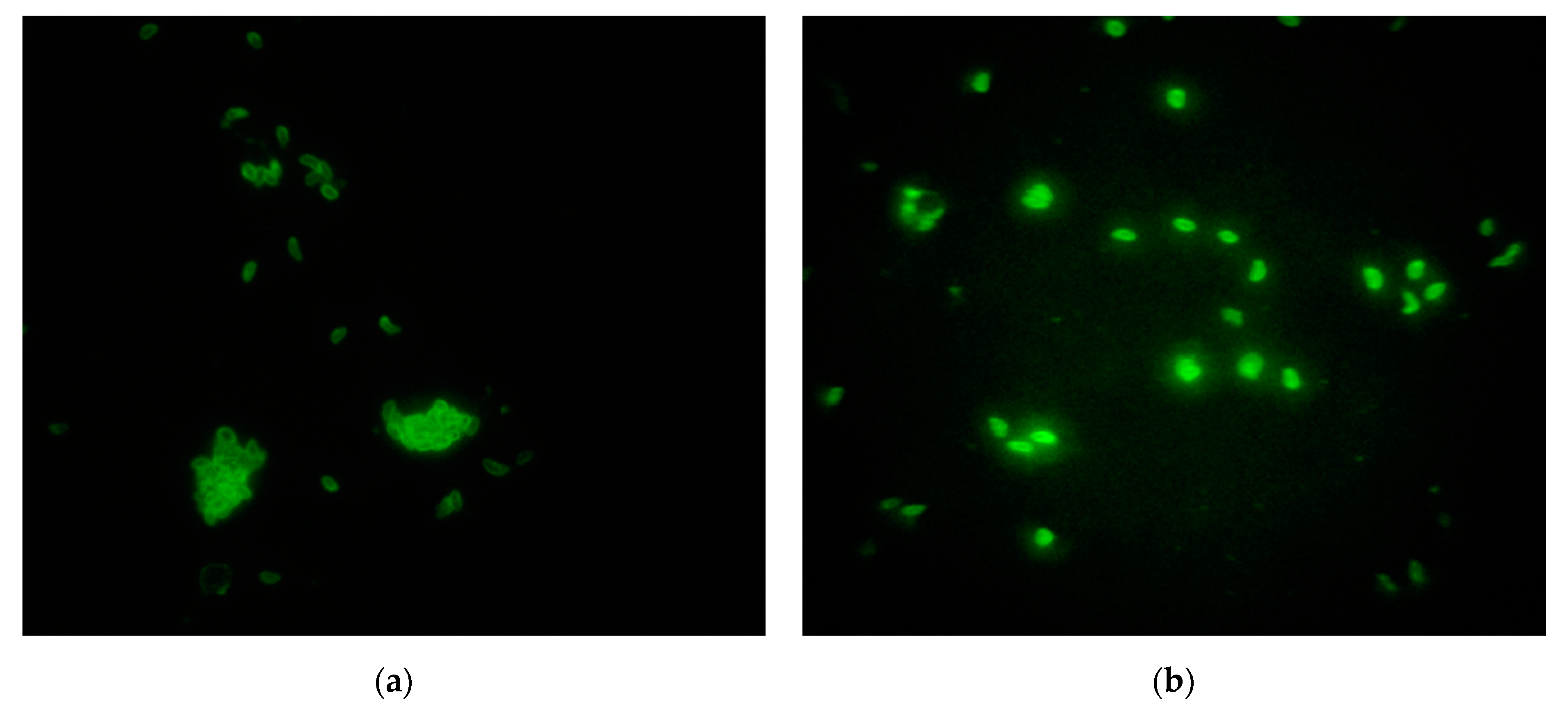 Microorganisms 09 01097 g001