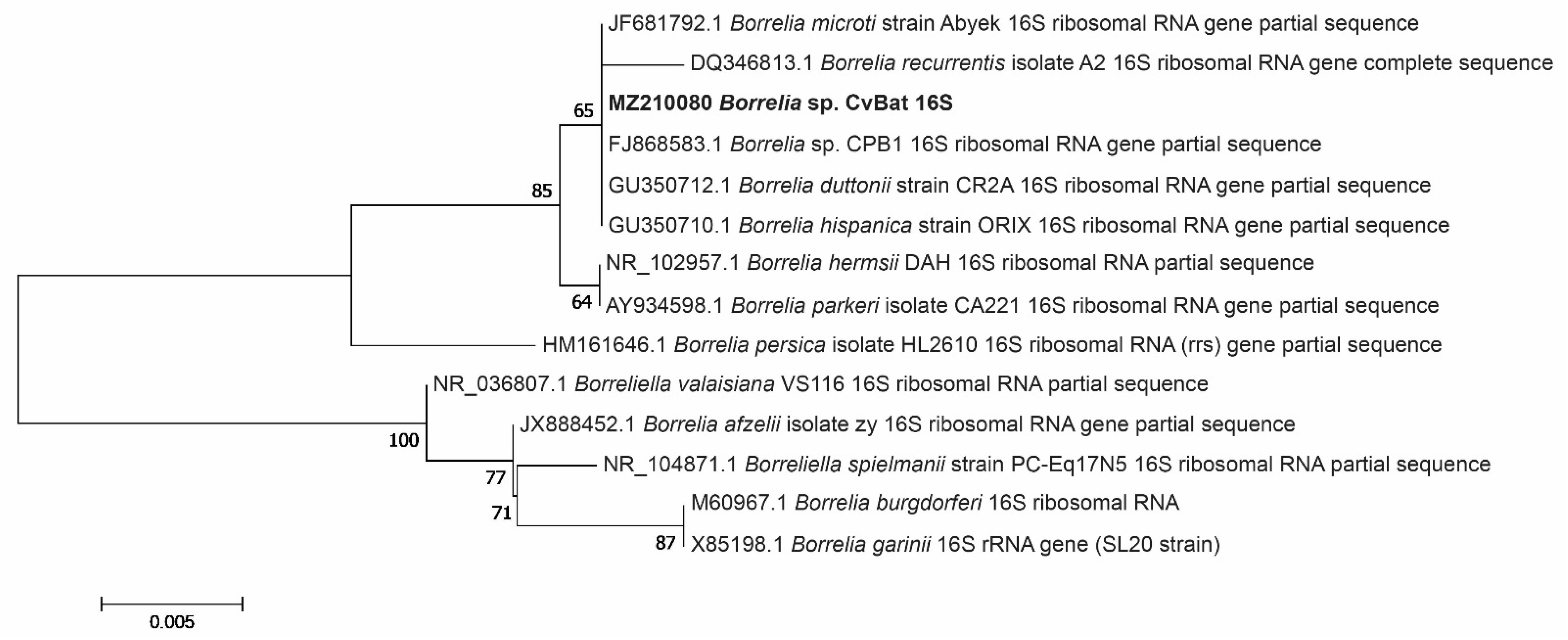 Microorganisms 09 01100 g004