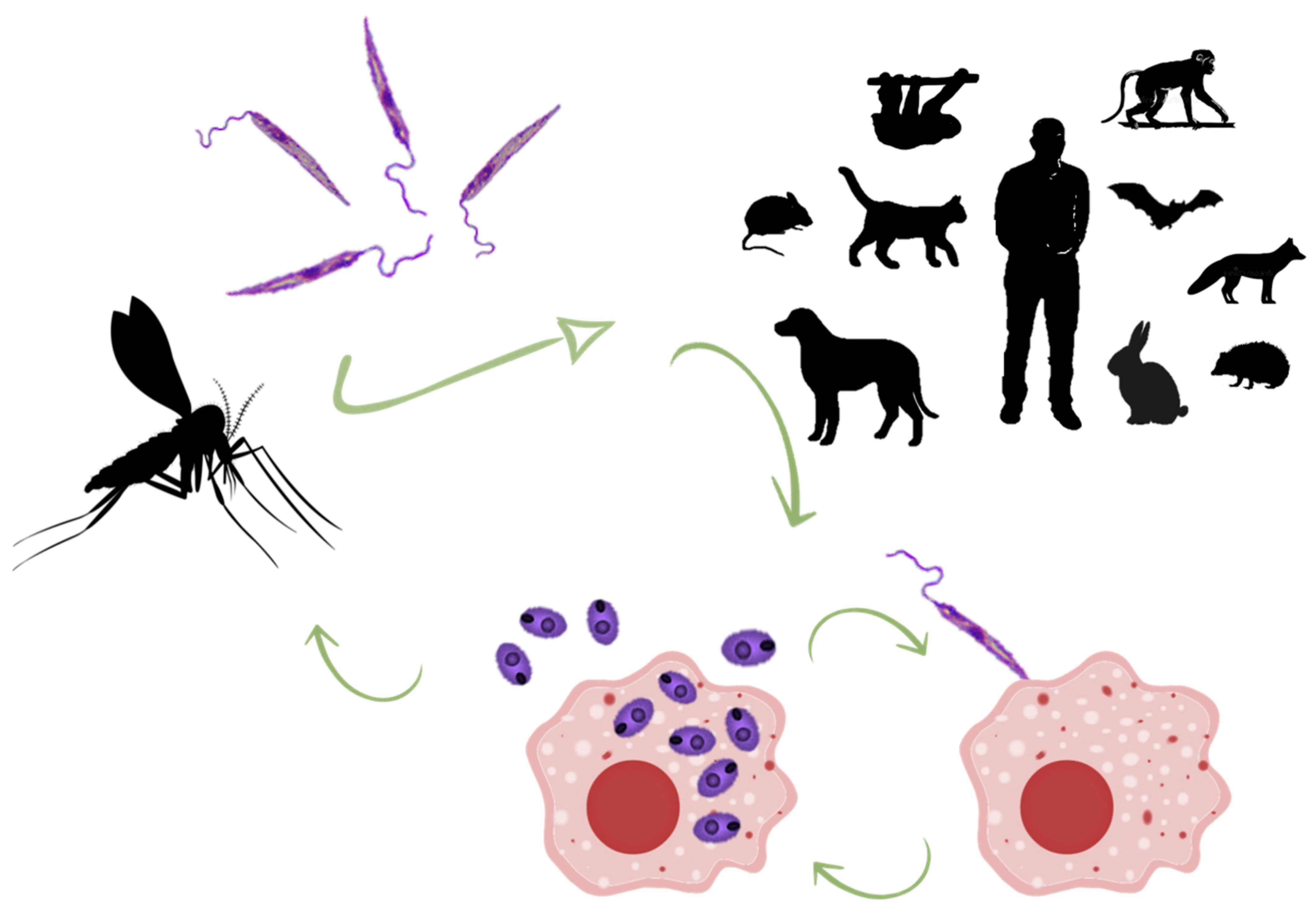 Microorganisms | Free Full-Text | A Systematic Review (1990–2021) of Wild  Animals Infected with Zoonotic Leishmania