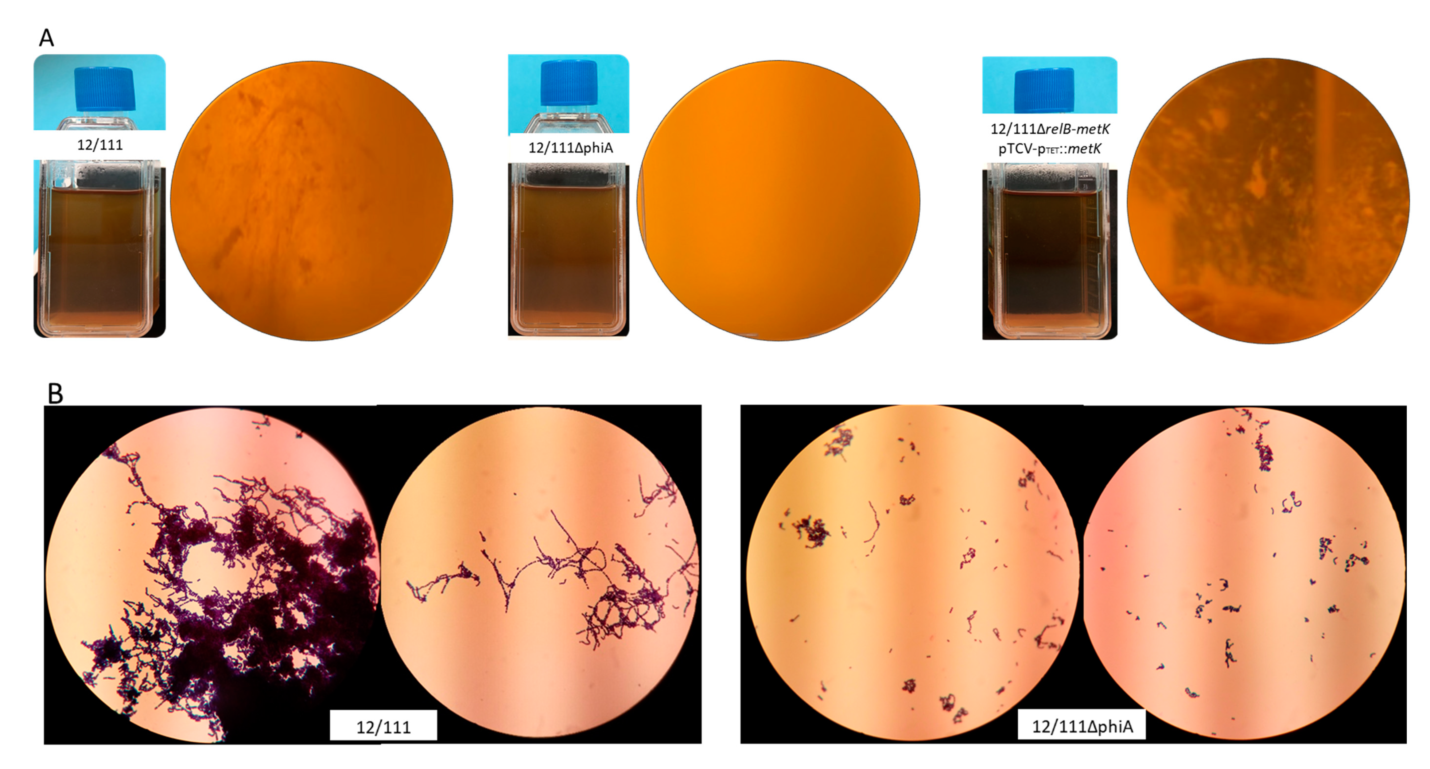 Microorganisms 09 01112 g003a Microorganisms 09 01112 g003a