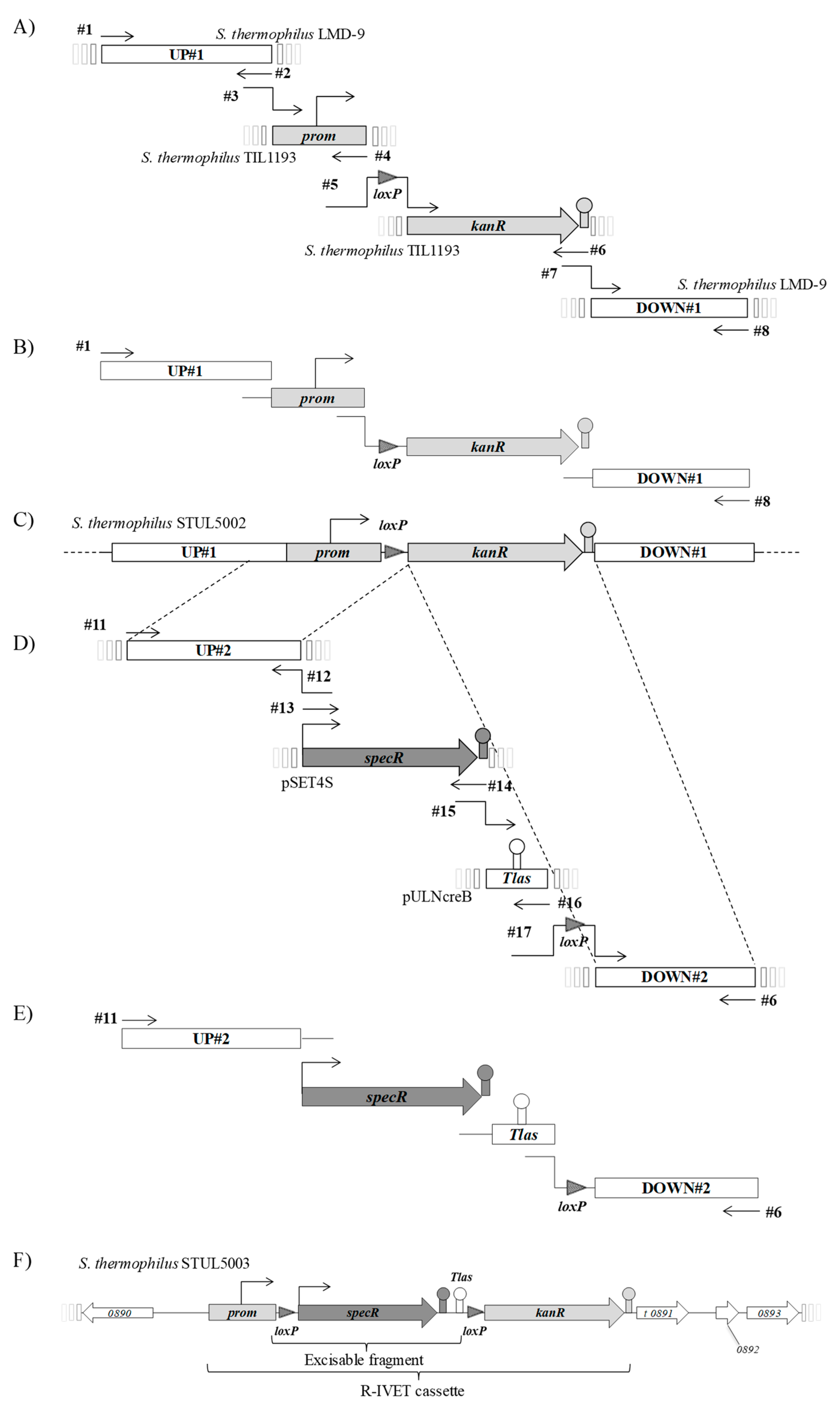 Microorganisms 09 01113 g001 Microorganisms 09 01113 g001