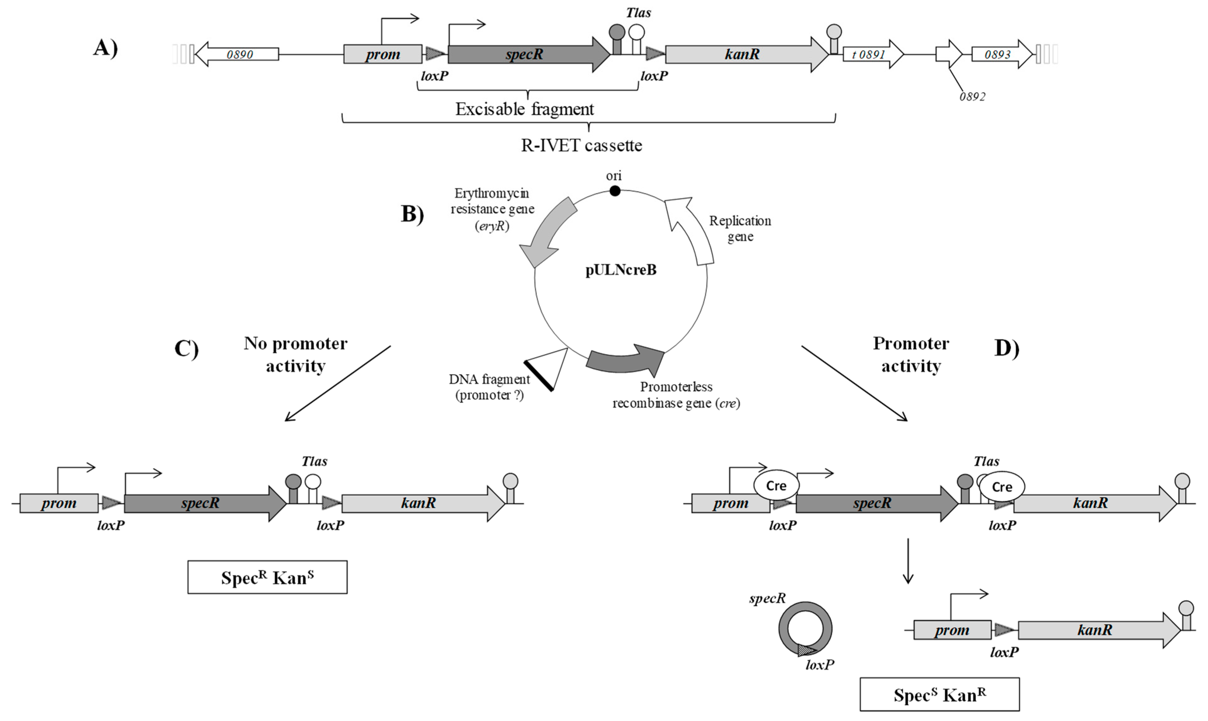 Microorganisms 09 01113 g003 Microorganisms 09 01113 g003