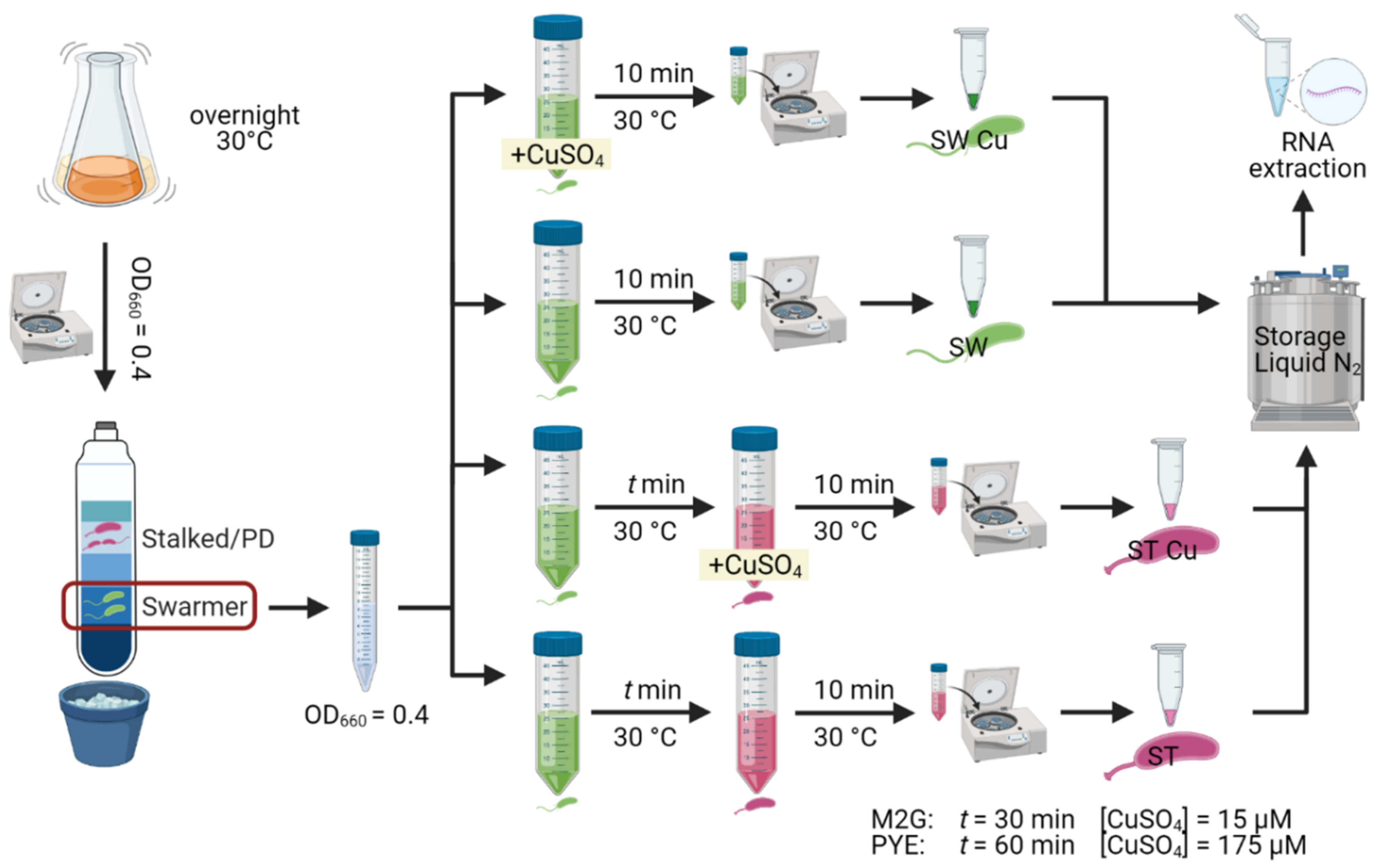 Microorganisms Free Full Text Environmental Conditions Modulate The Transcriptomic Response Of Both Caulobacter Crescentus Morphotypes To Cu Stress Html