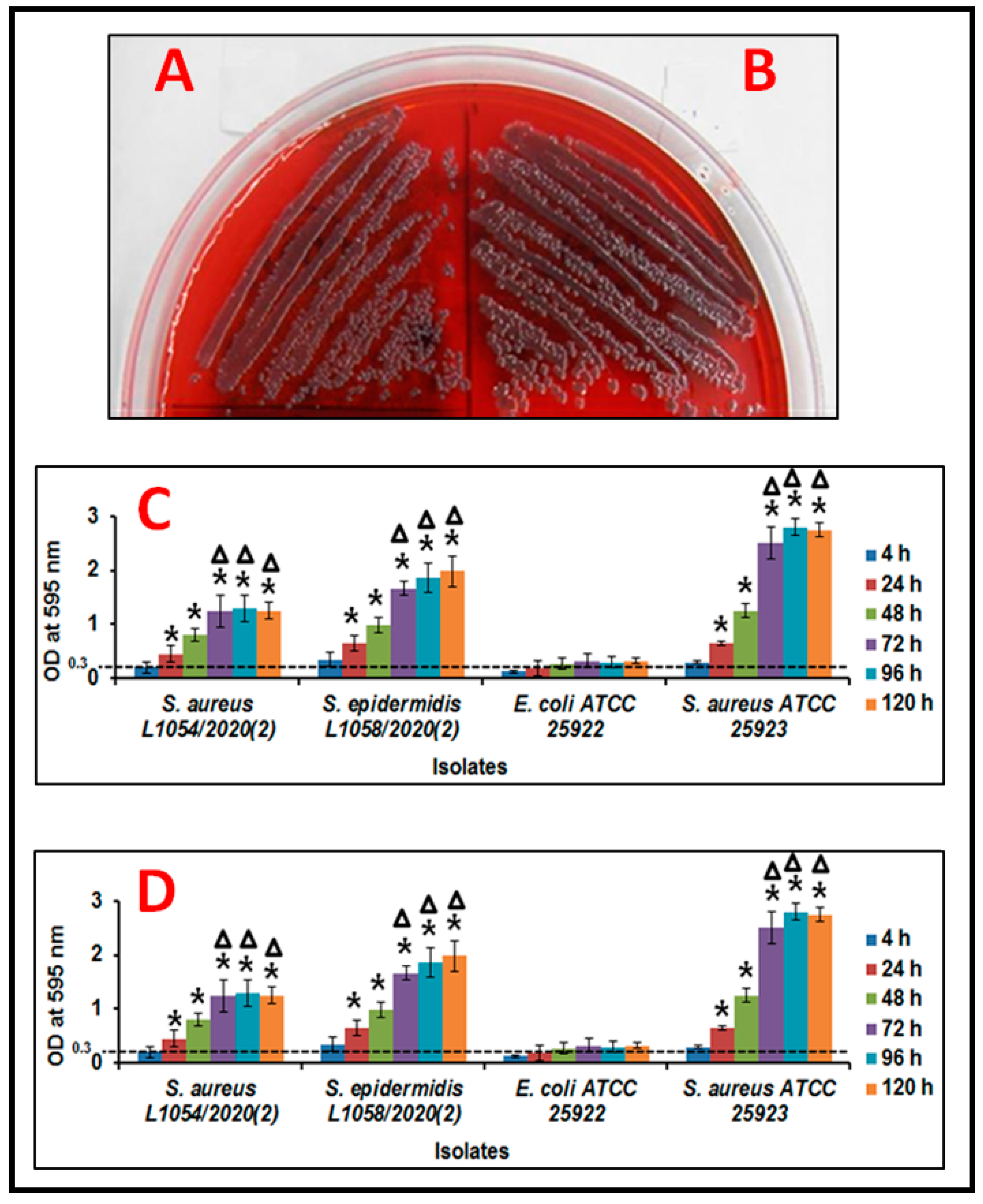 staphylococcus epidermis epidermidi