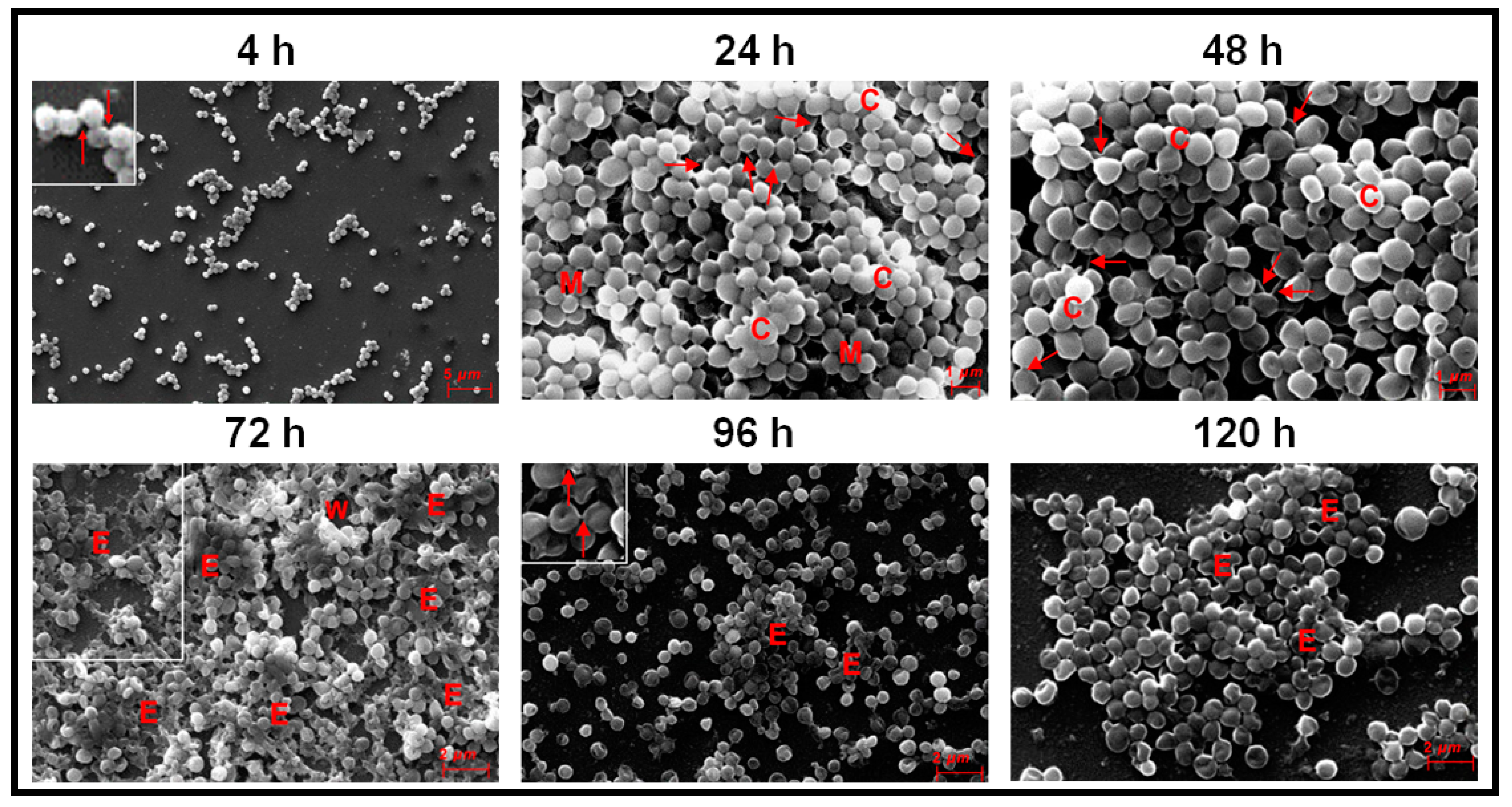Microorganisms 09 01124 g003