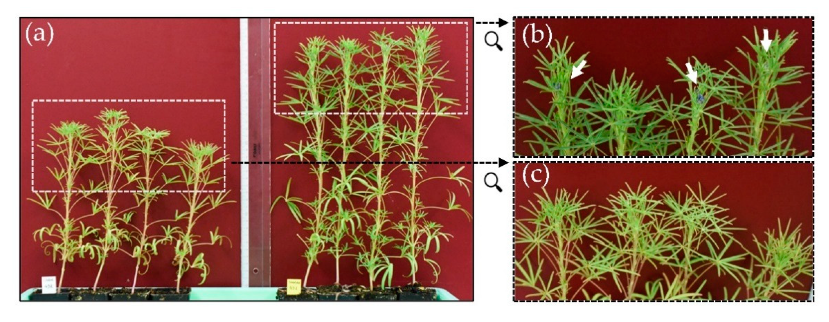 Microorganisms 09 01130 g004