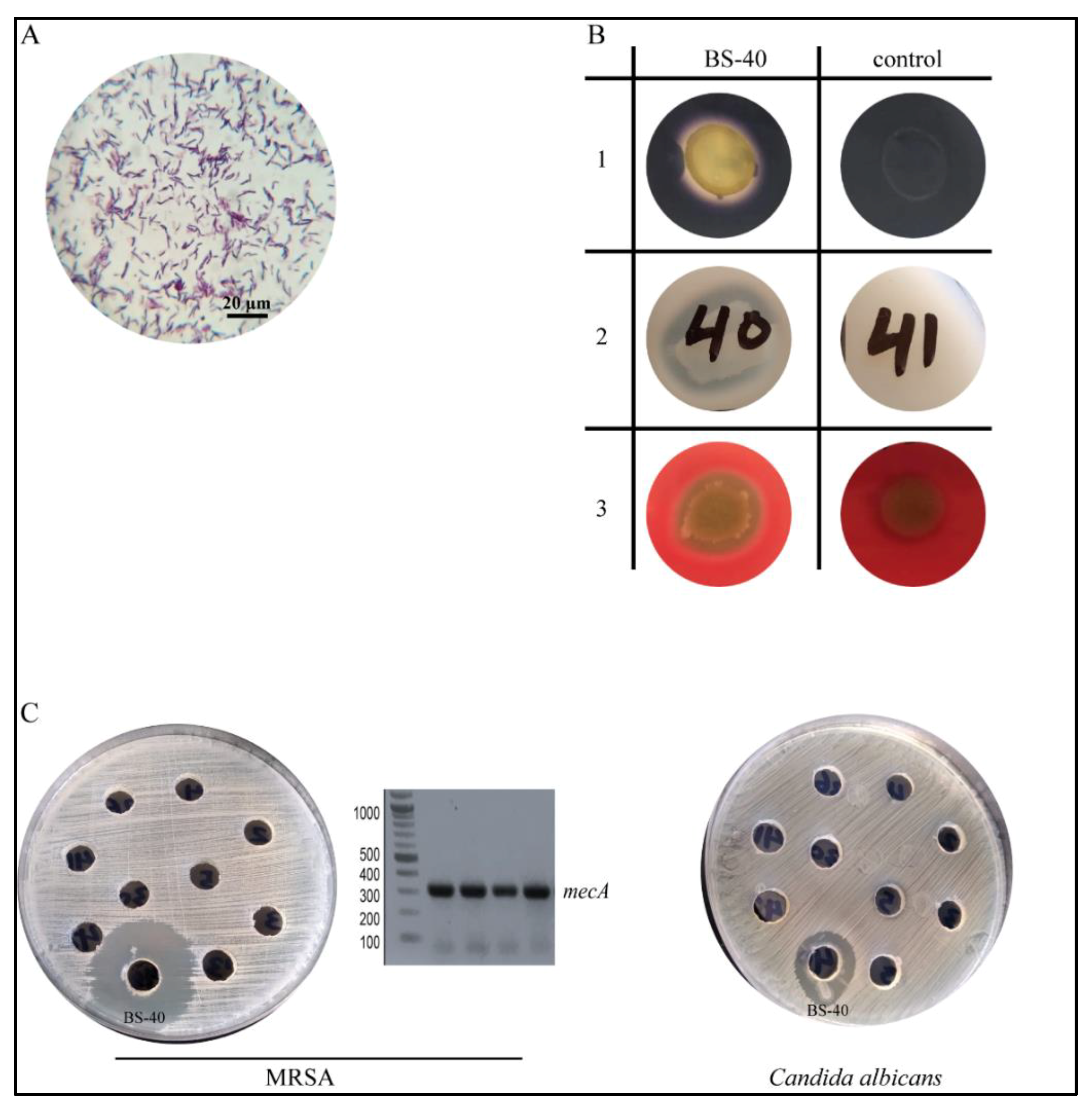 Microorganisms 09 01131 g001 Microorganisms 09 01131 g001