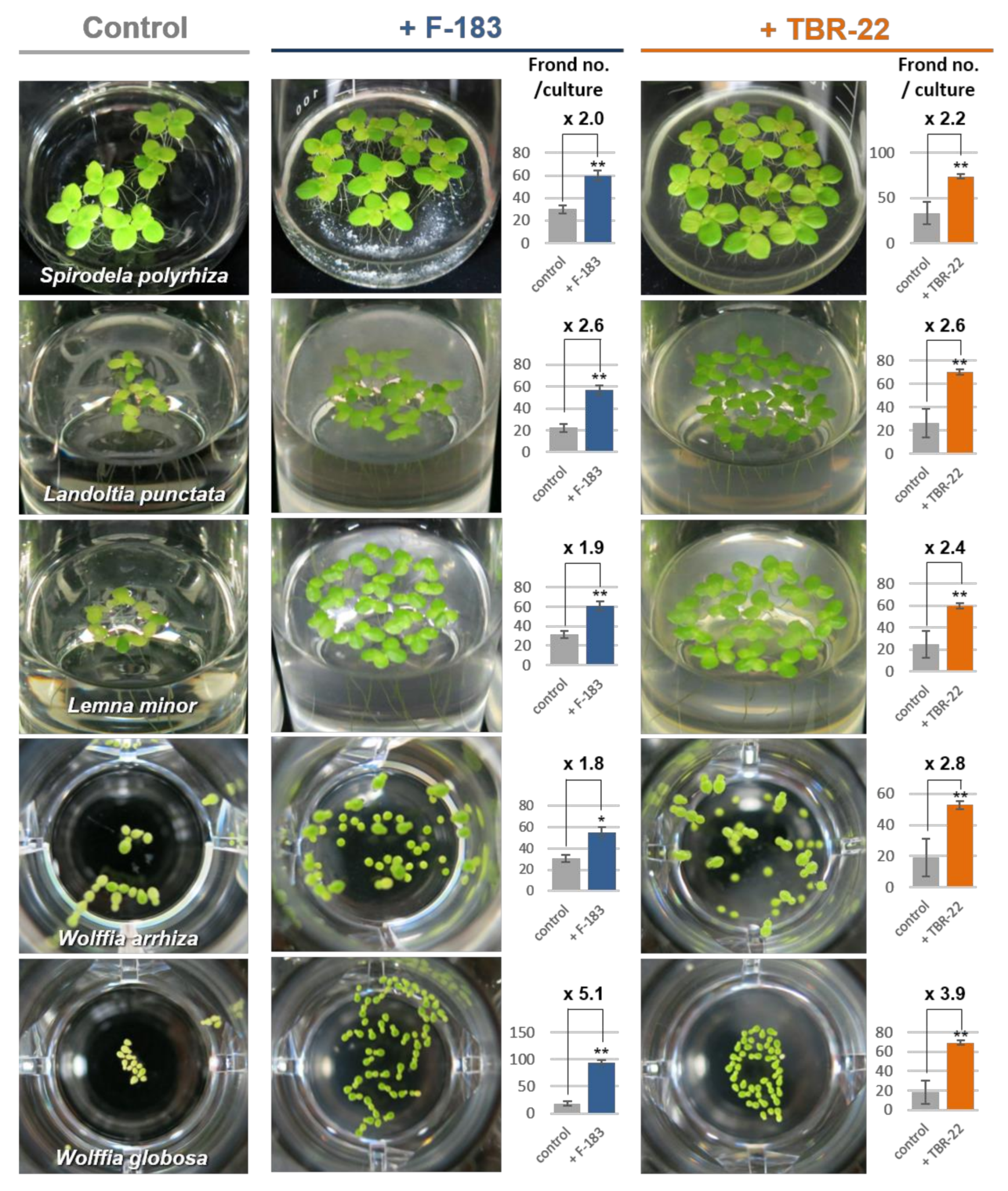 Microorganisms 09 01133 g003 Microorganisms 09 01133 g003