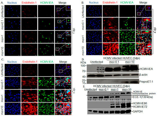 Human Cytomegalovirus Reduces Endothelin-1 Expression in Both