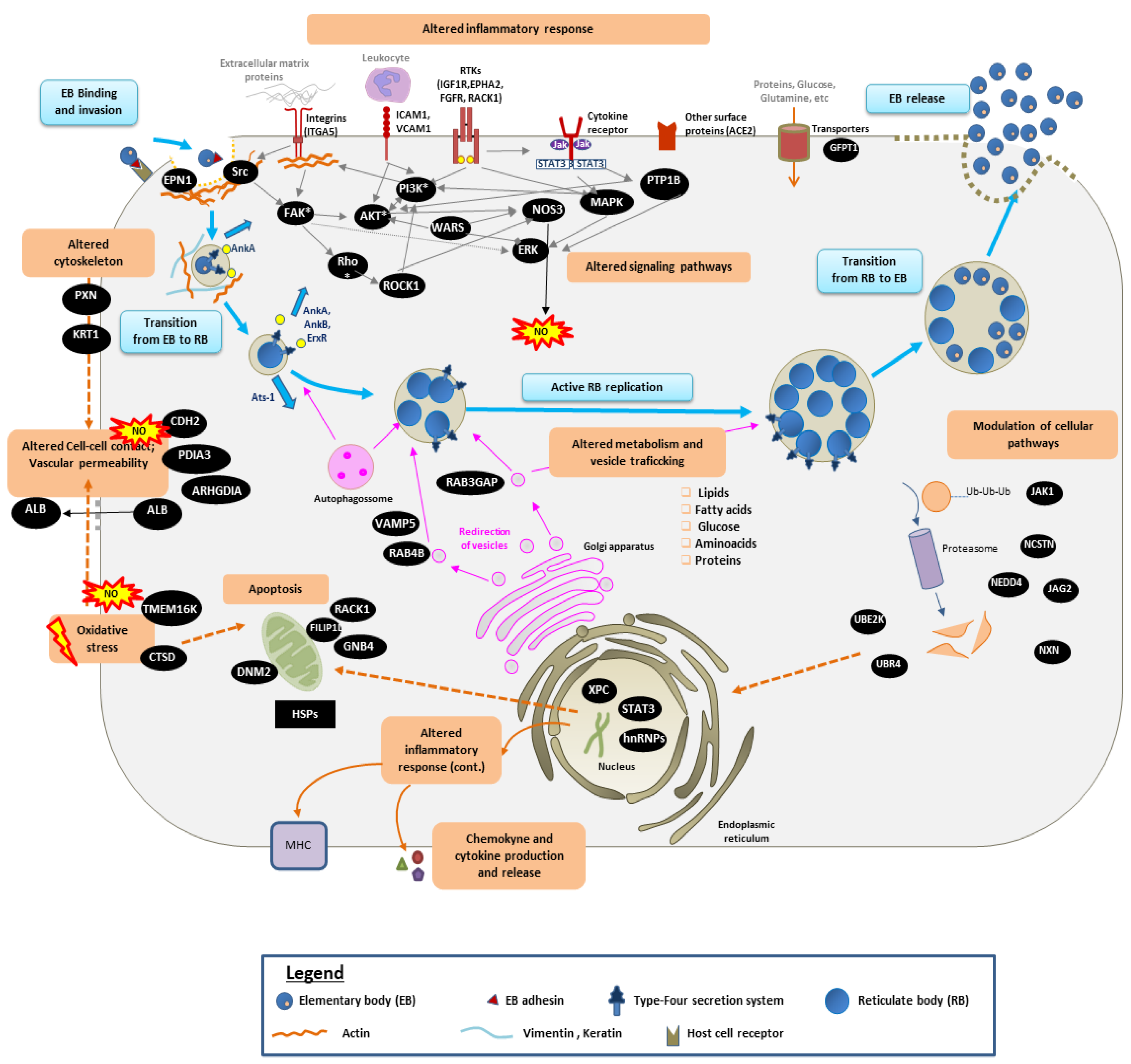 Microorganisms 09 01144 g007 Microorganisms 09 01144 g007