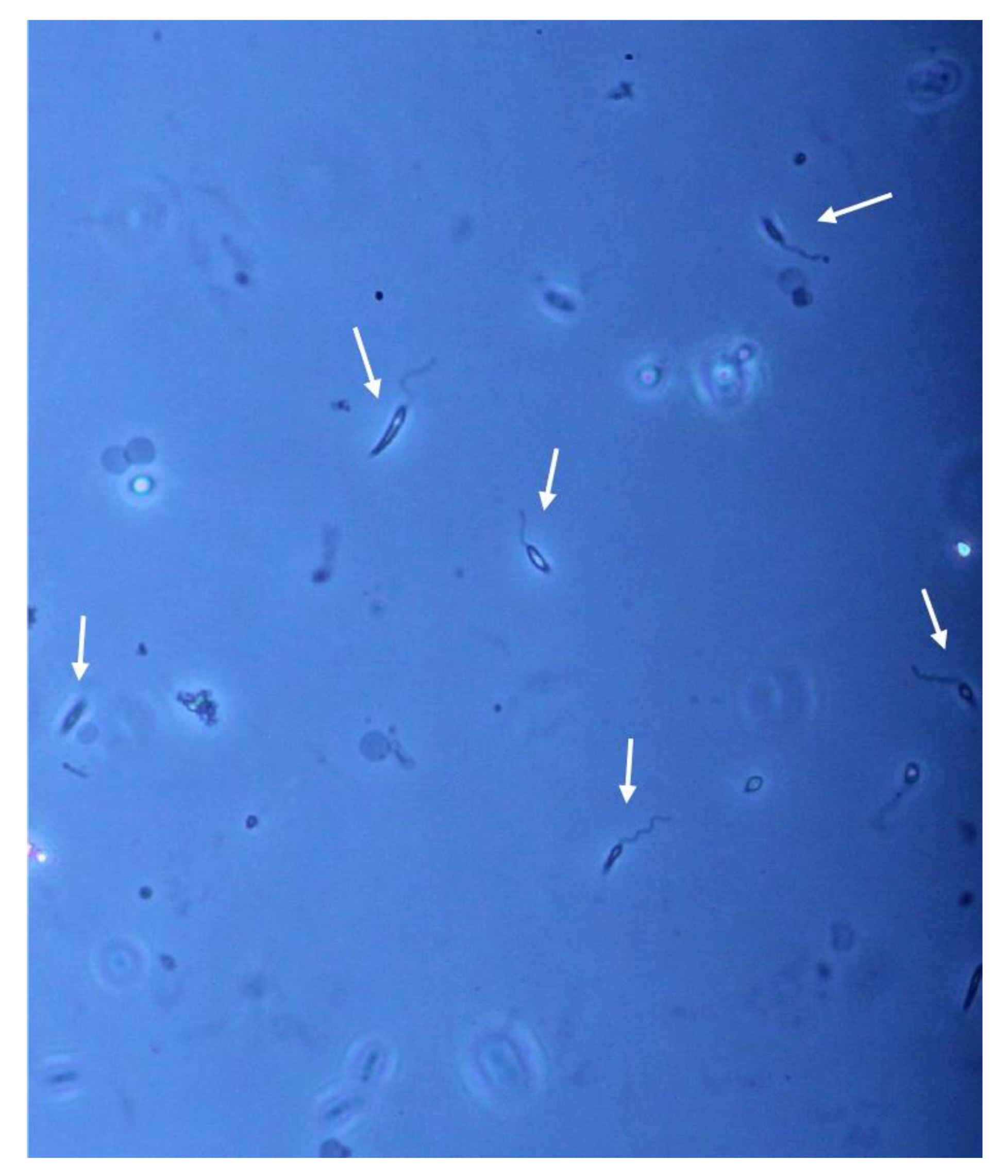 Microorganisms 09 01147 g004