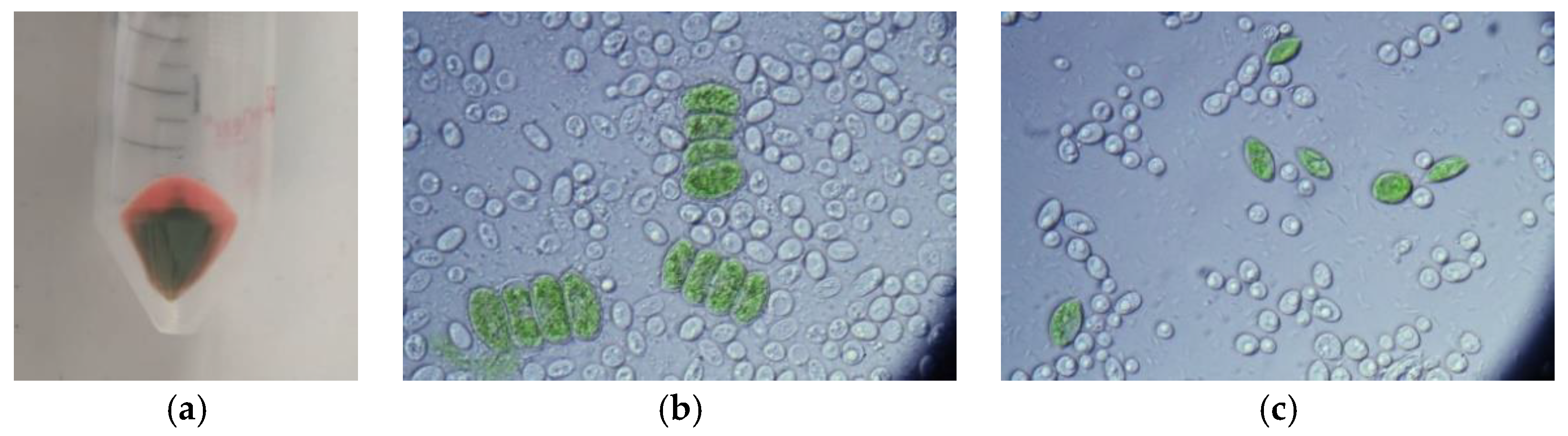 Microorganisms 09 01160 g006 Microorganisms 09 01160 g006