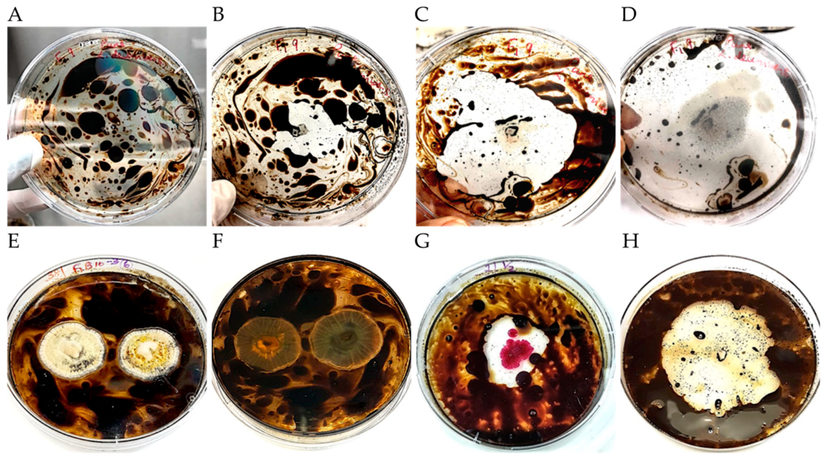 Microorganisms 09 01167 g002