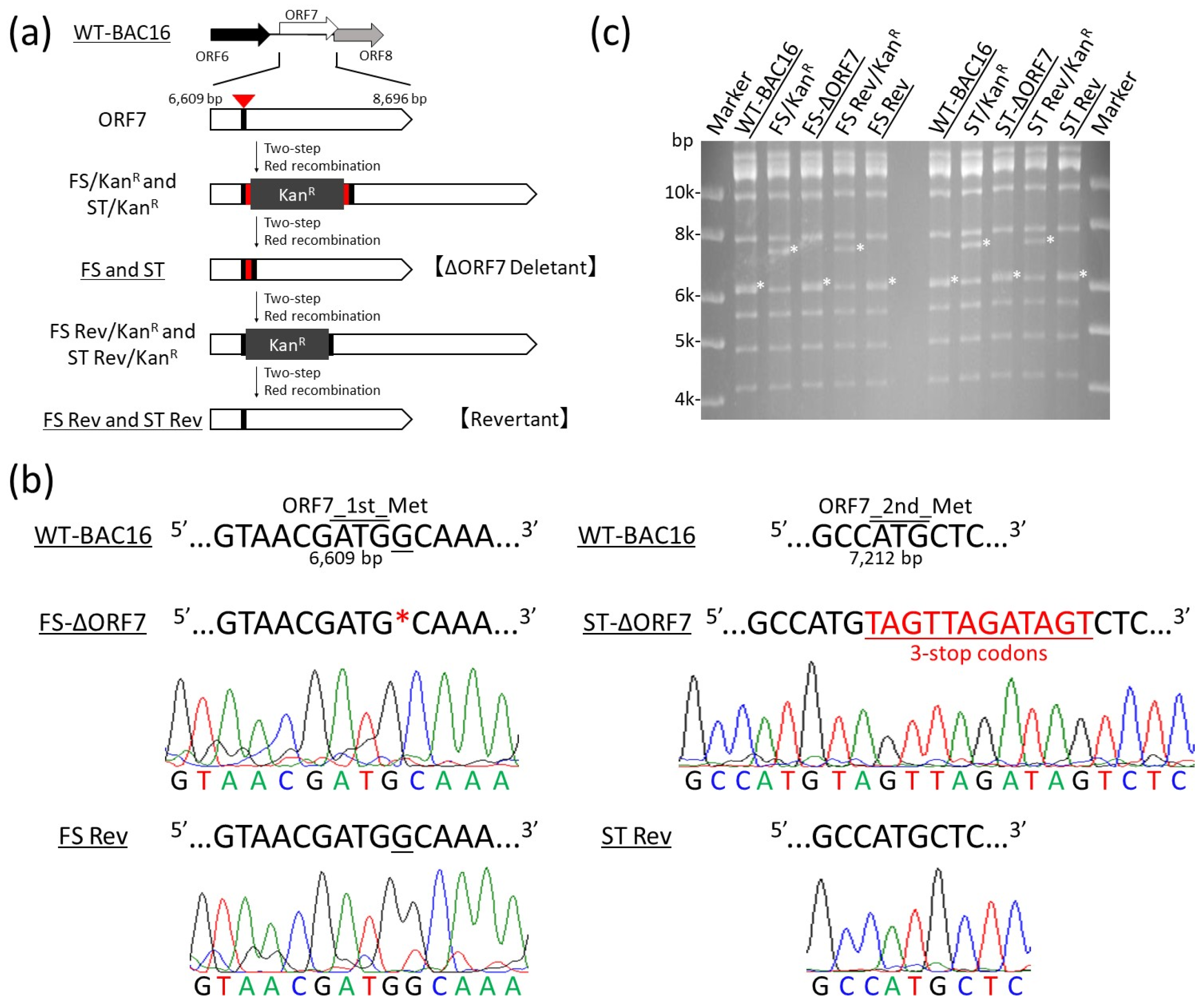 Microorganisms 09 01169 g001 Microorganisms 09 01169 g001