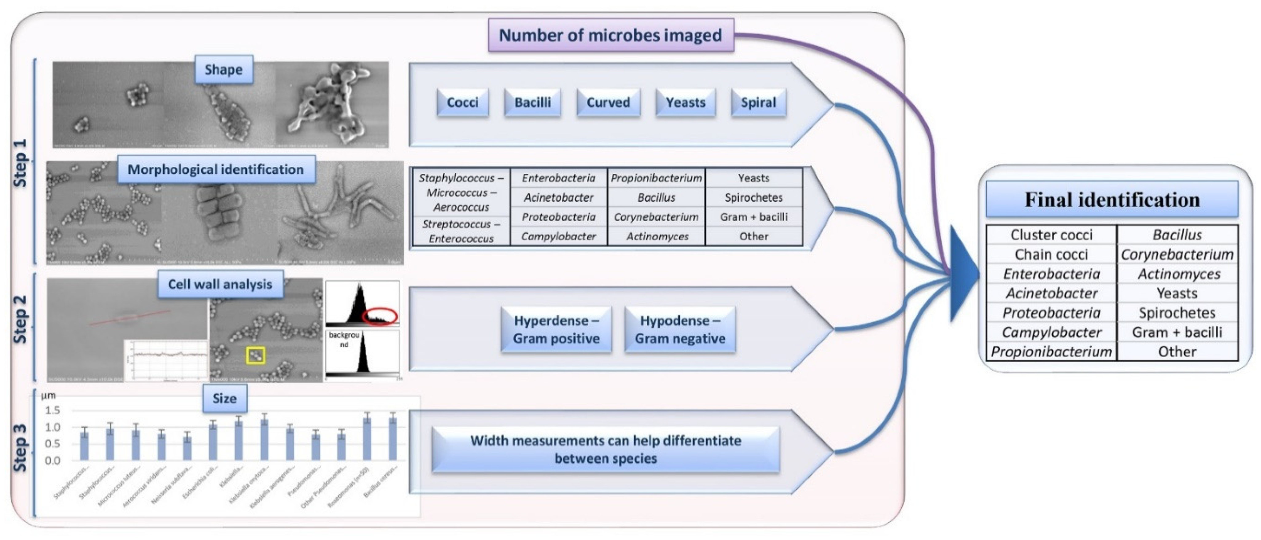 Microorganisms 09 01170 g003