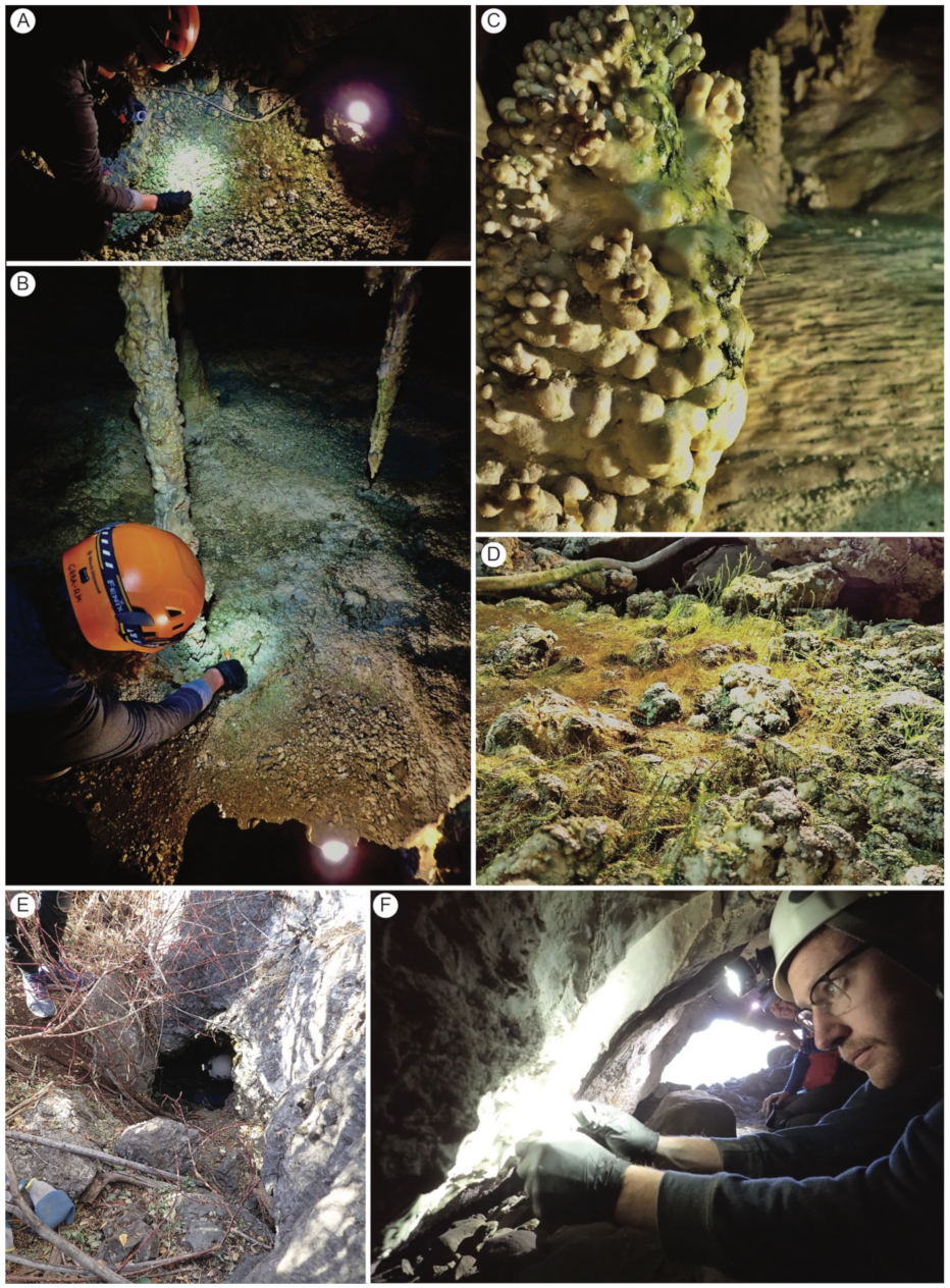 Microorganisms 09 01188 g001