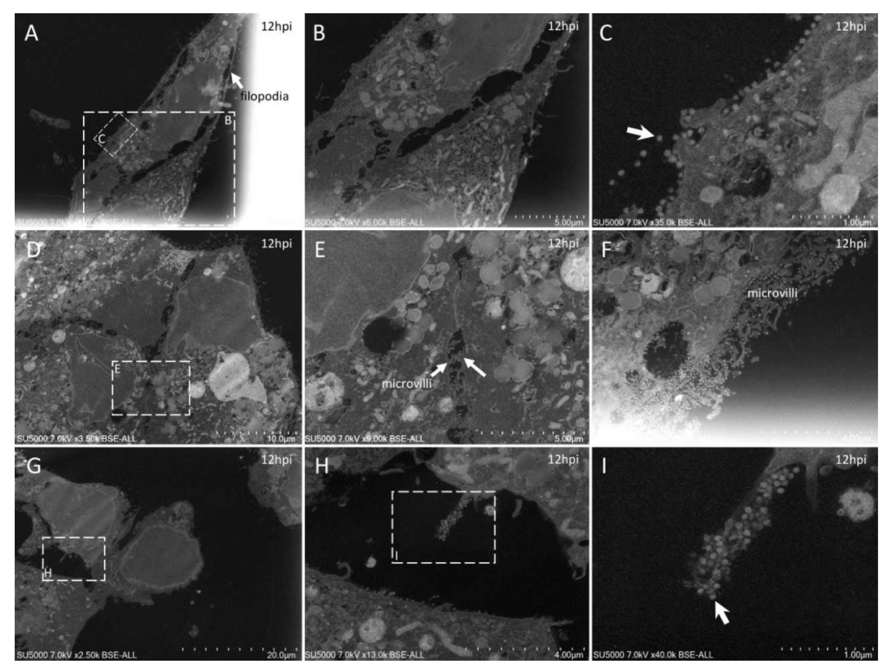 Microorganisms 09 01194 g004
