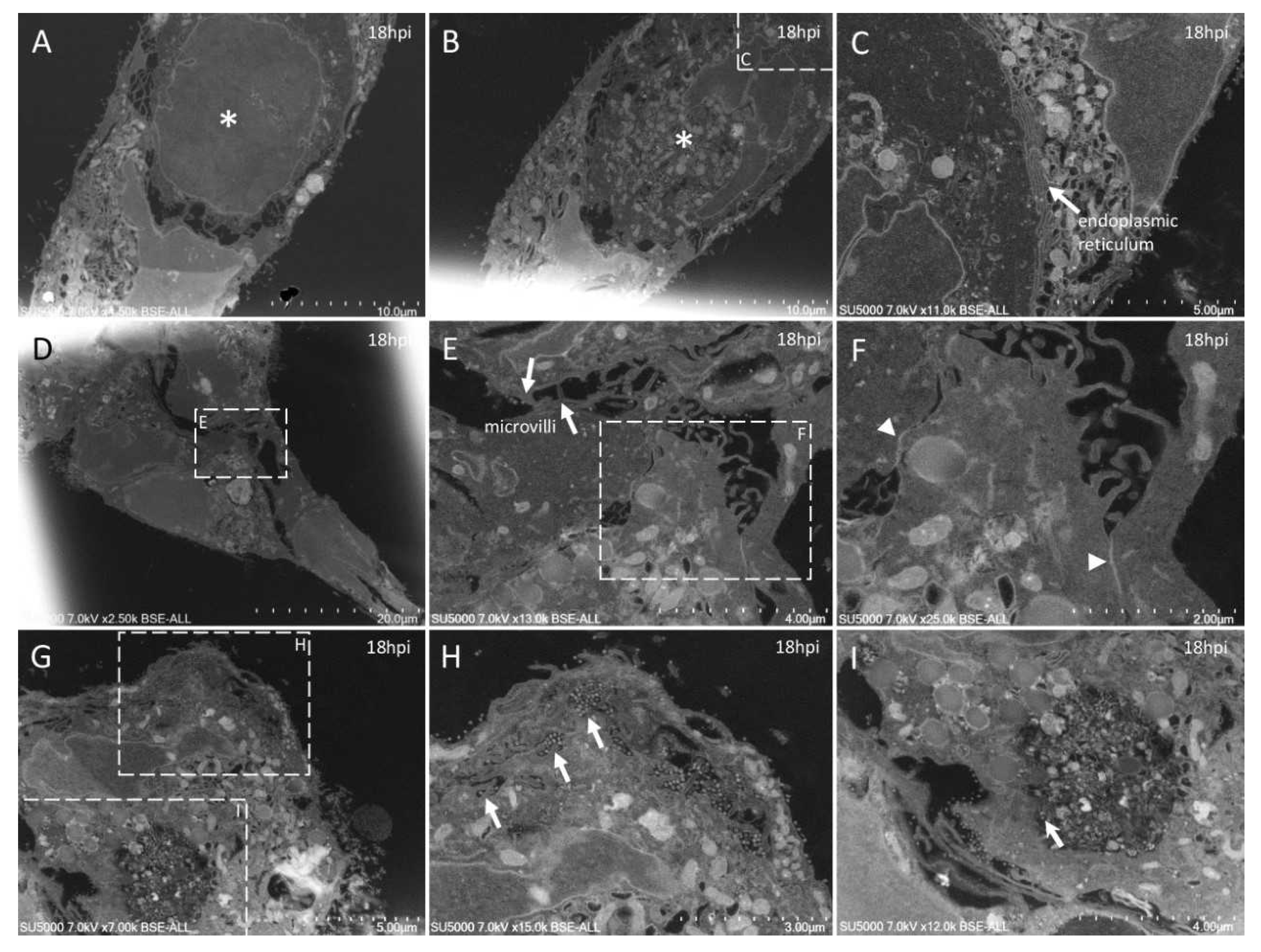 Microorganisms 09 01194 g005