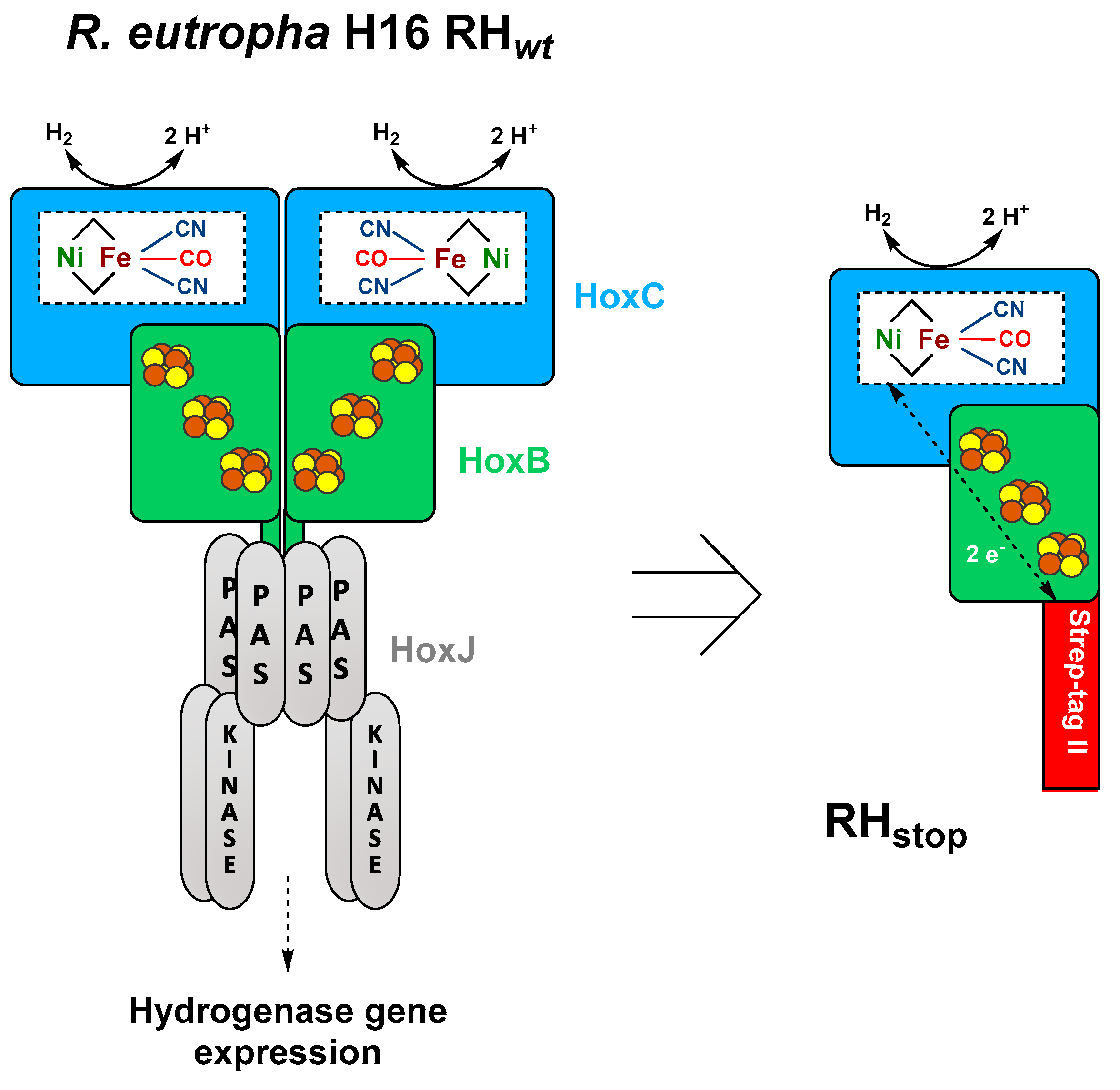 Microorganisms 09 01195 g001 Microorganisms 09 01195 g001