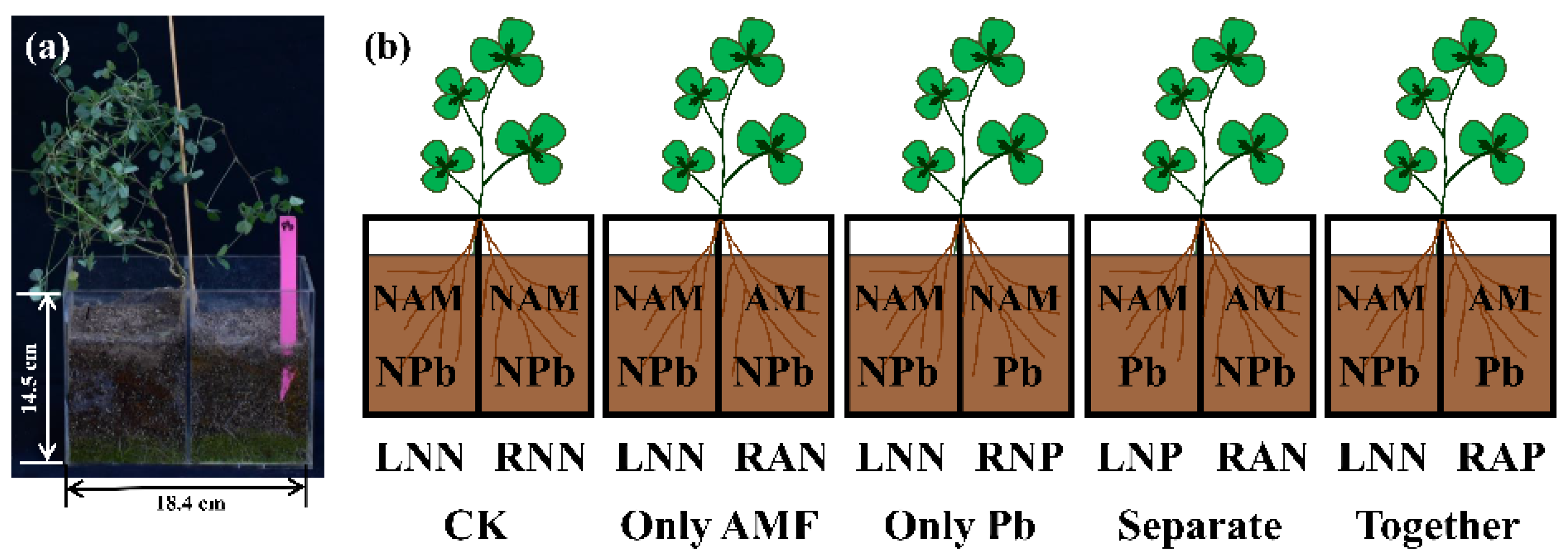 Microorganisms 09 01203 g001 Microorganisms 09 01203 g001