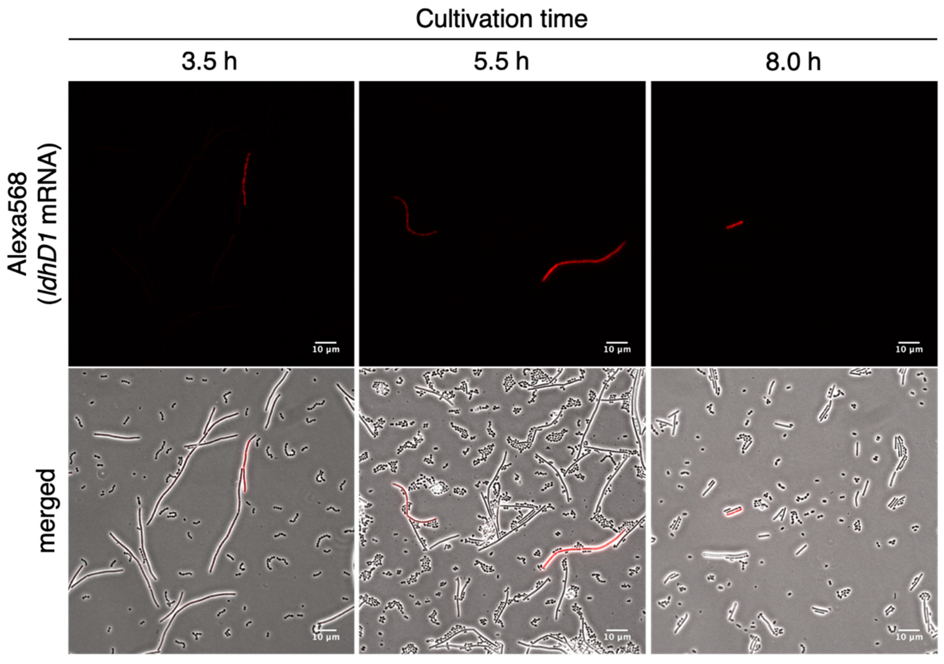 Microorganisms 09 01208 g005