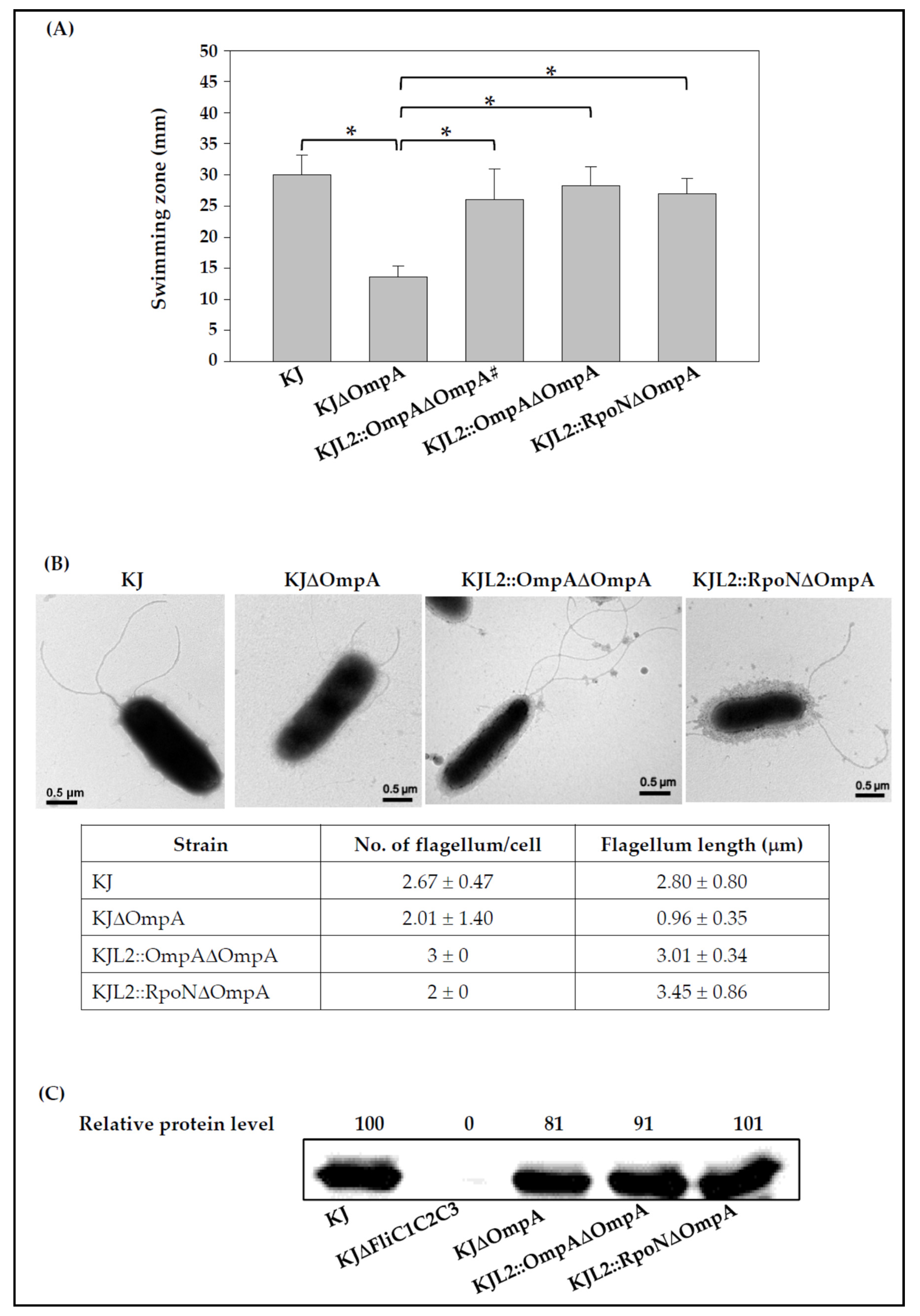 Microorganisms 09 01216 g002