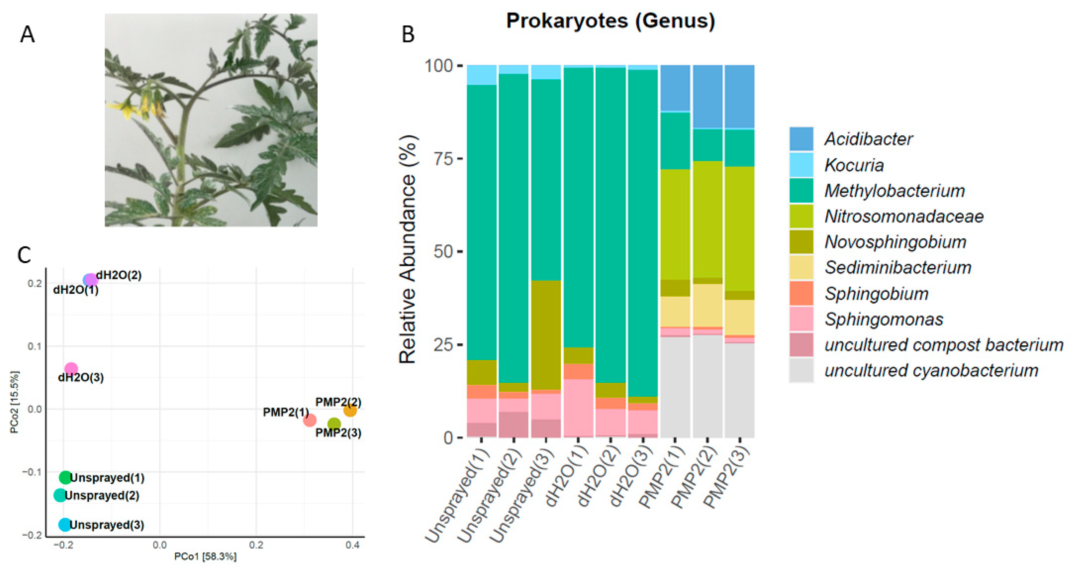 Microorganisms 09 01217 g011