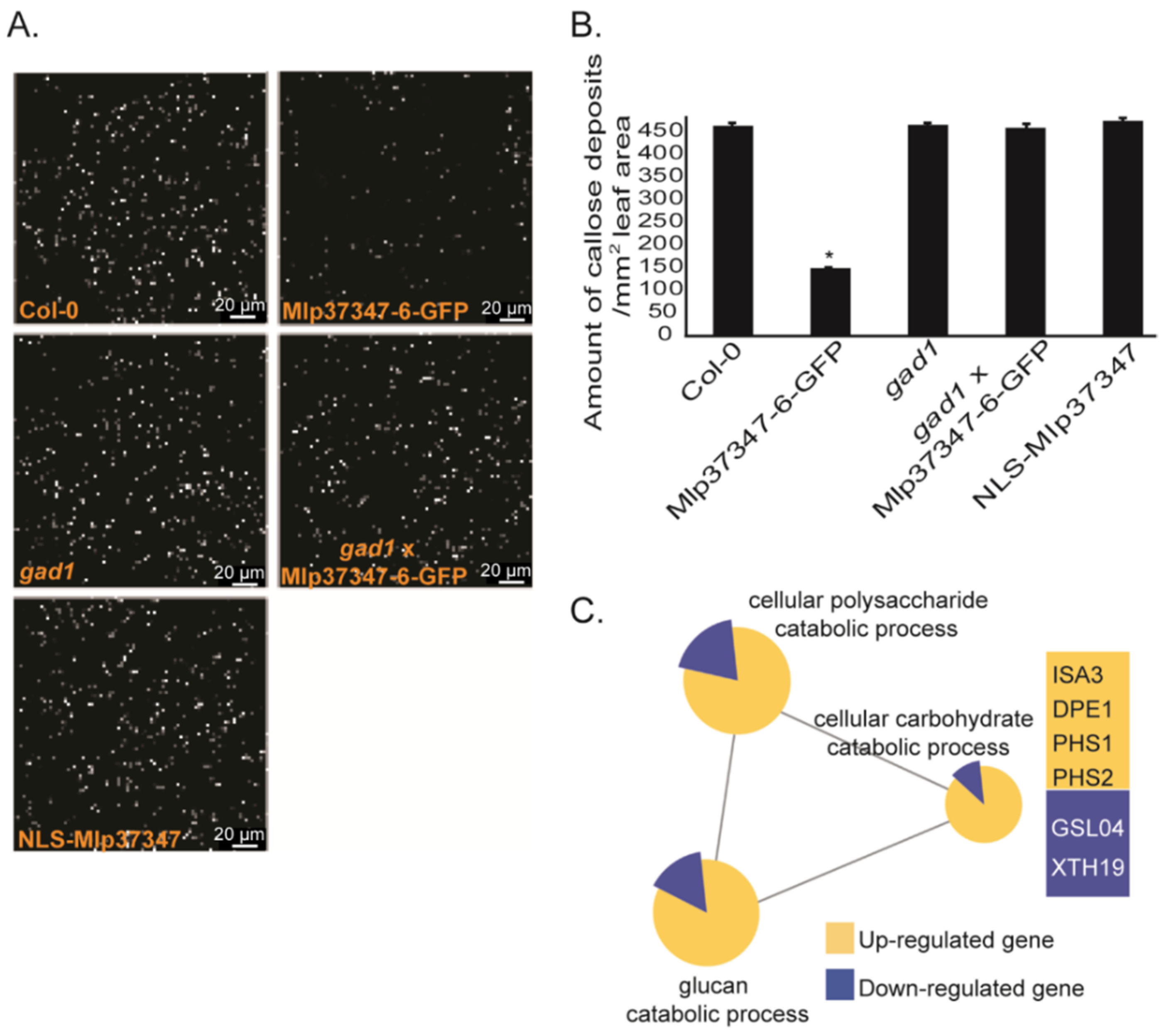 Microorganisms 09 01232 g005 Microorganisms 09 01232 g005