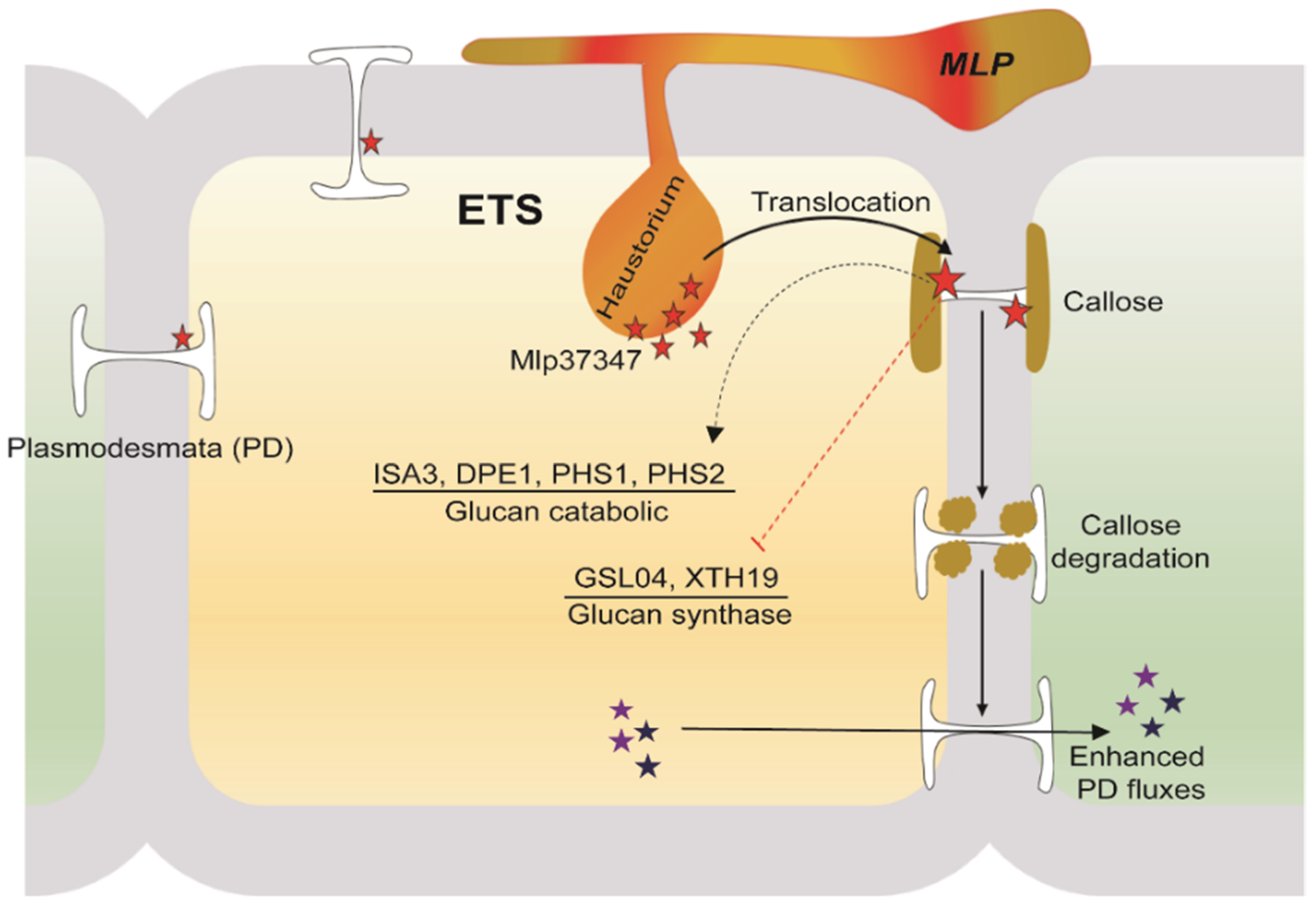 Fahmaページ The Fungal Effector Mlp37347 Alters Plasmodesmata Fluxes and