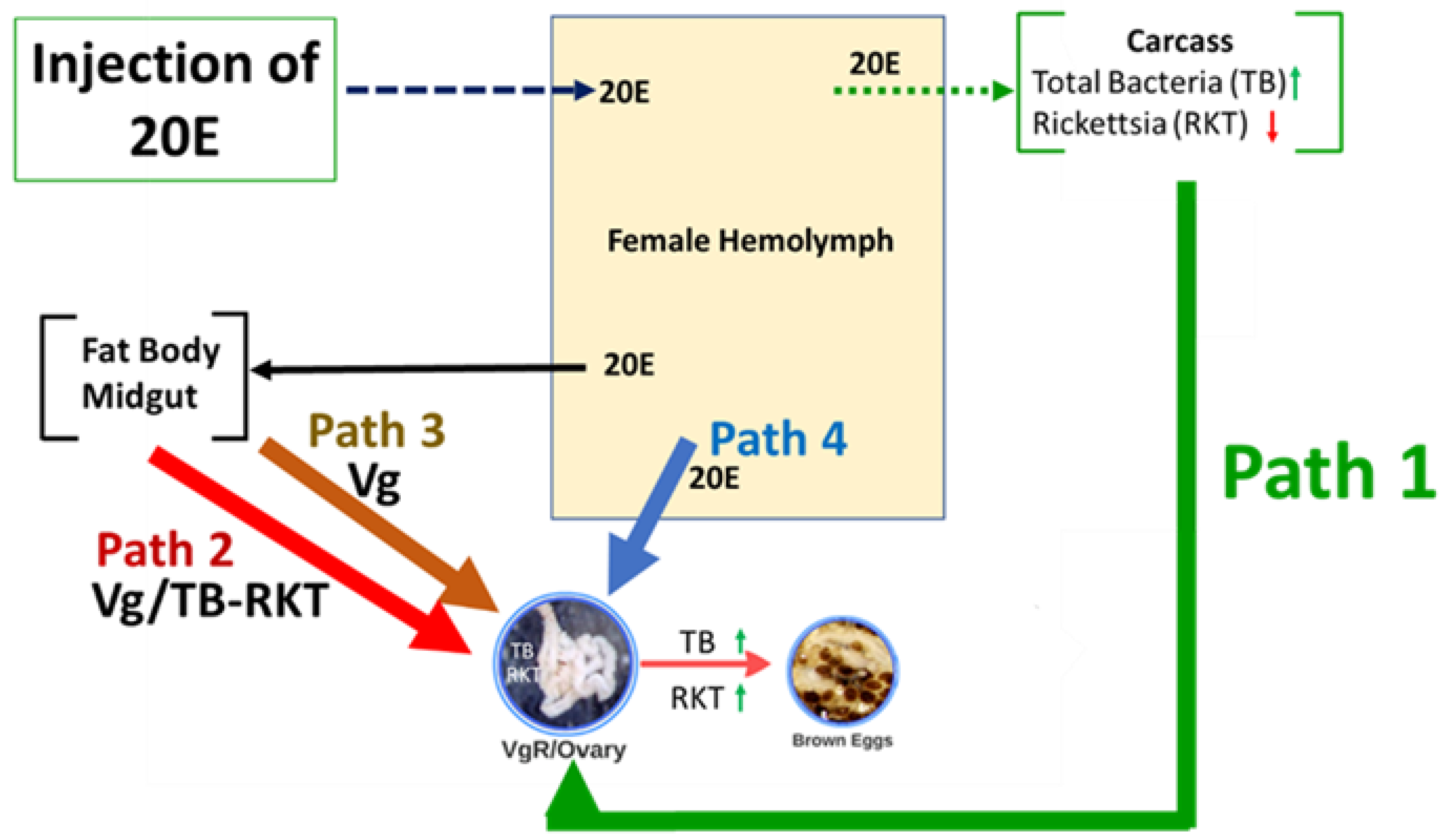 Microorganisms 09 01242 g006 Microorganisms 09 01242 g006