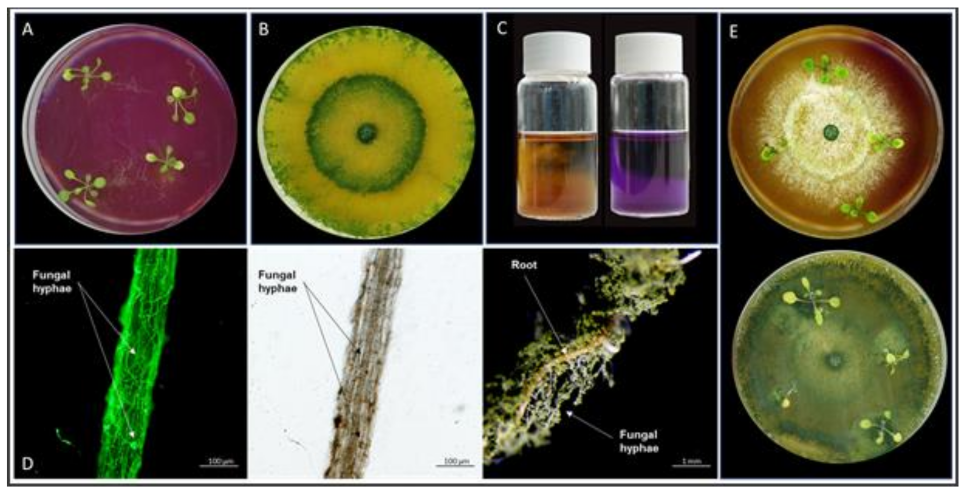 Microorganisms 09 01246 g001 Microorganisms 09 01246 g001