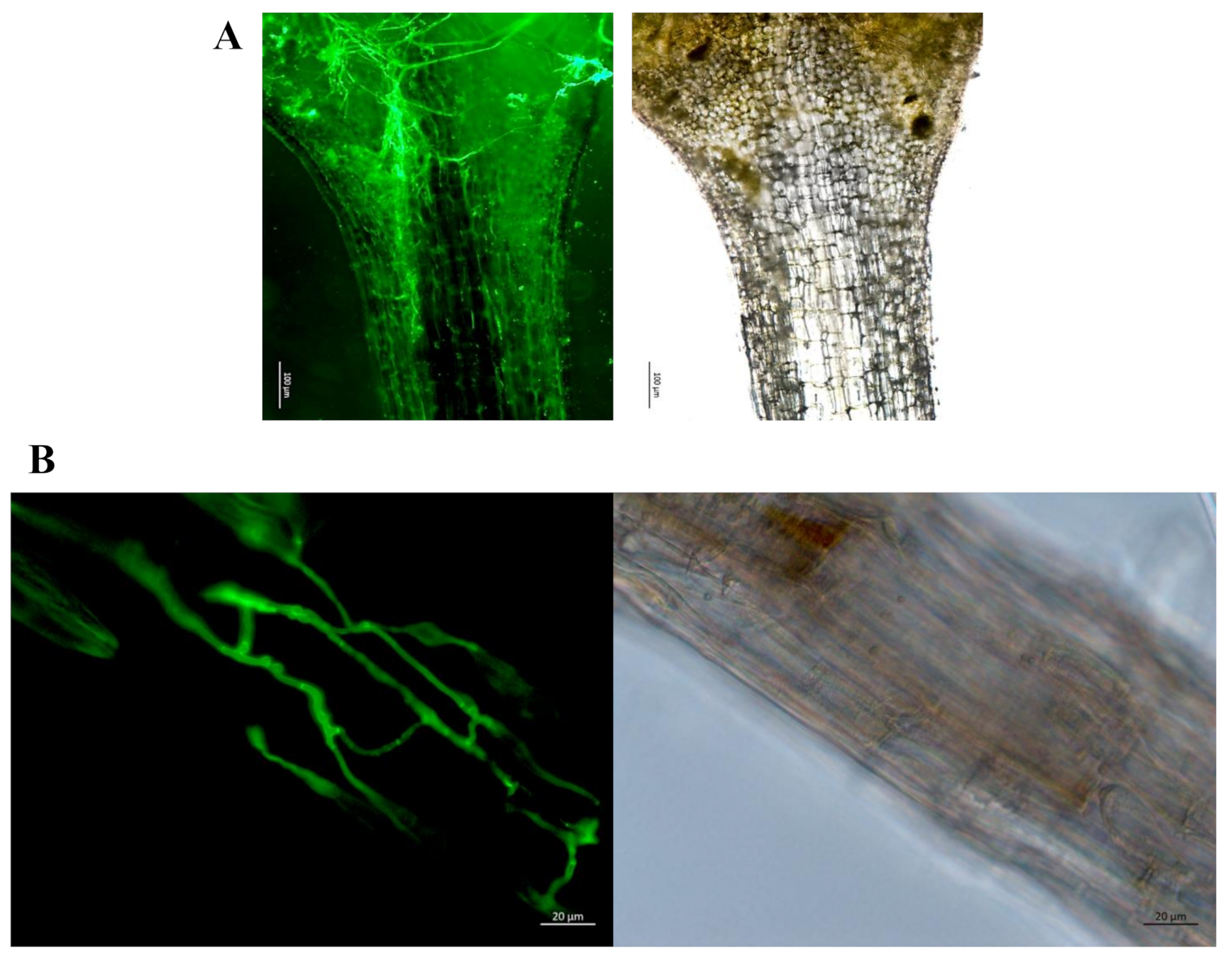 Microorganisms 09 01246 g002 Microorganisms 09 01246 g002