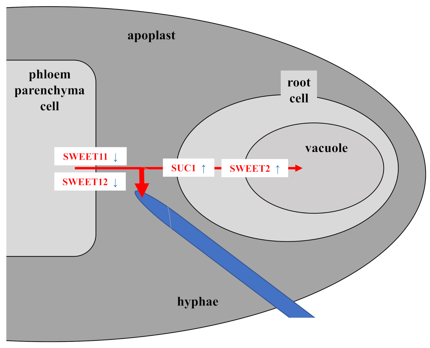 Microorganisms 09 01246 g008 Microorganisms 09 01246 g008
