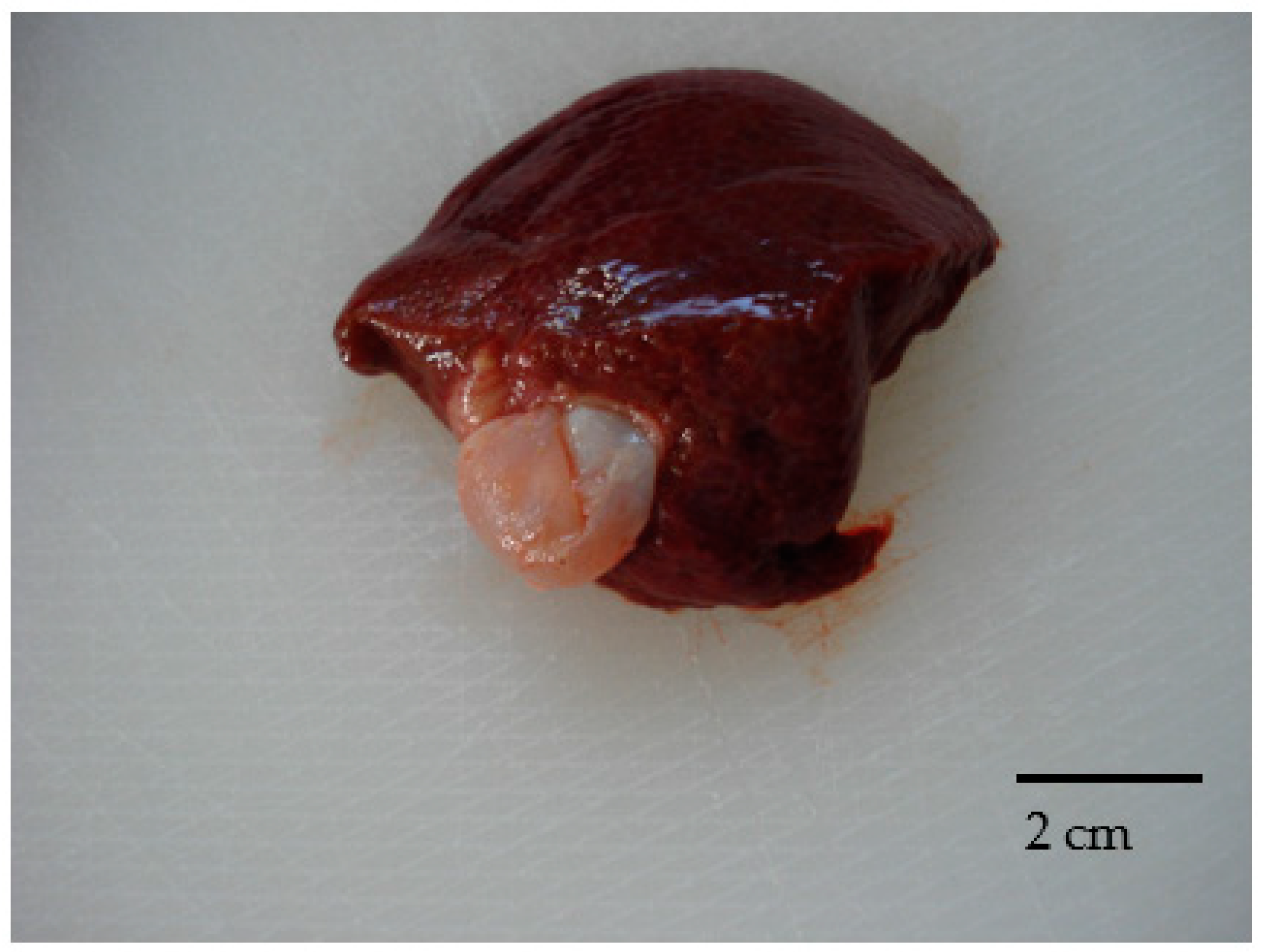 Microorganisms 09 01256 g001 Microorganisms 09 01256 g001