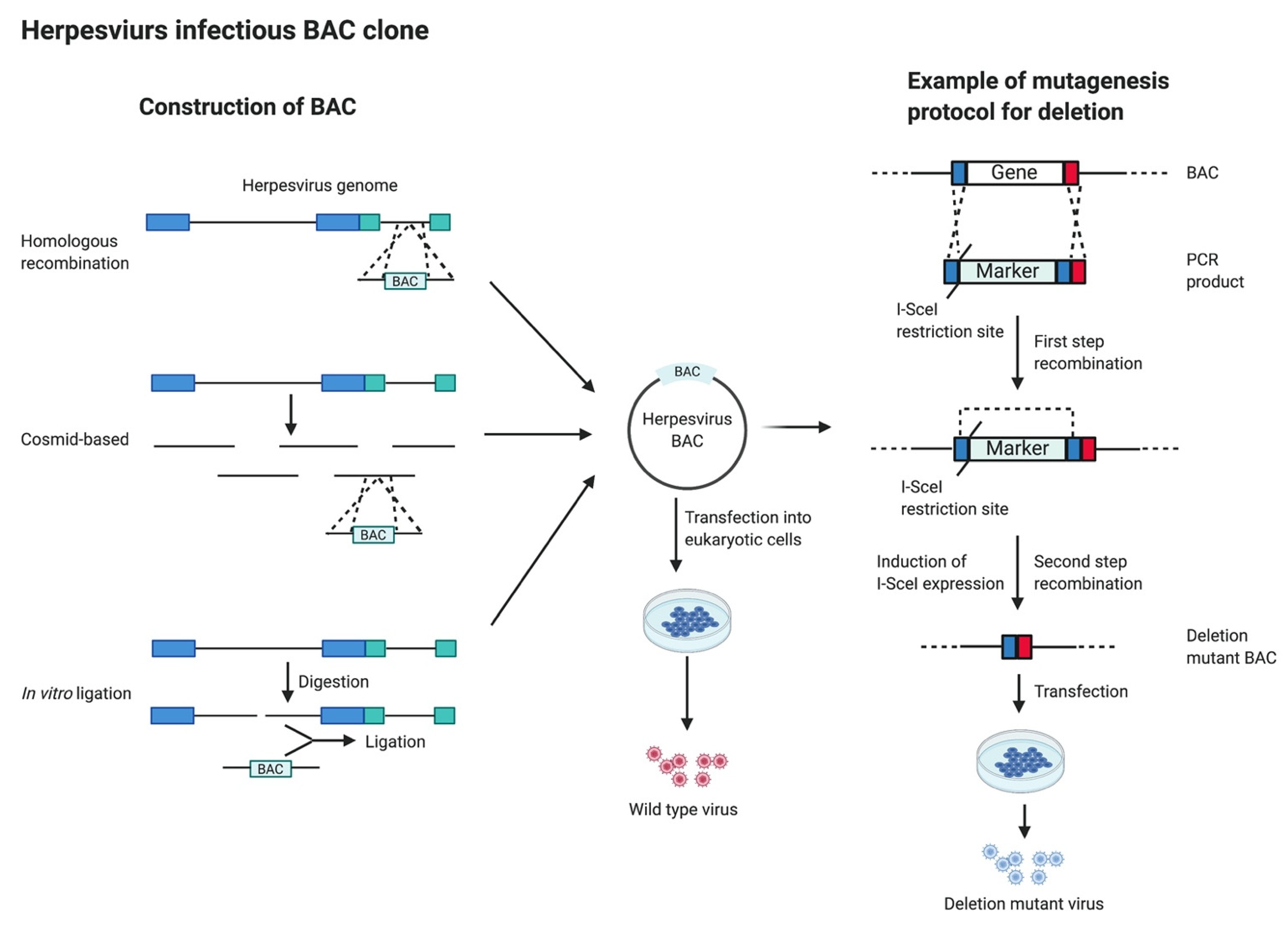 Microorganisms 09 01260 g004 Microorganisms 09 01260 g004