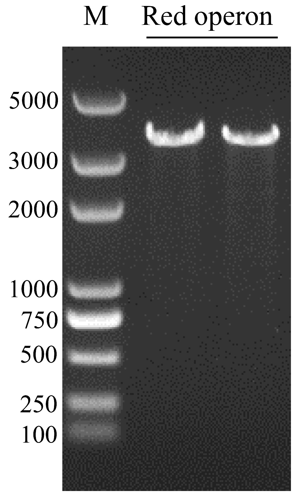 Microorganisms 09 01261 g008