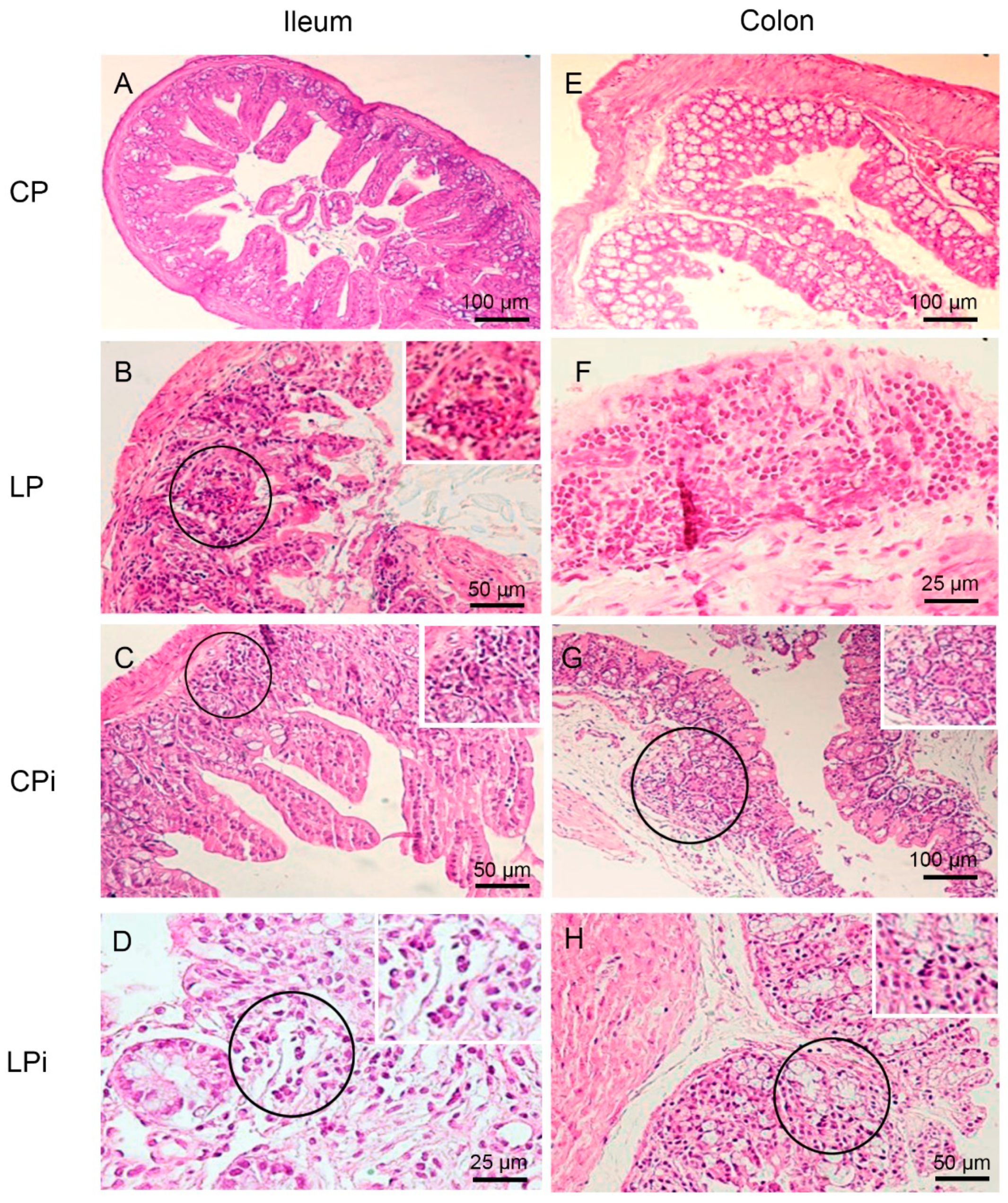 Microorganisms 09 01270 g003