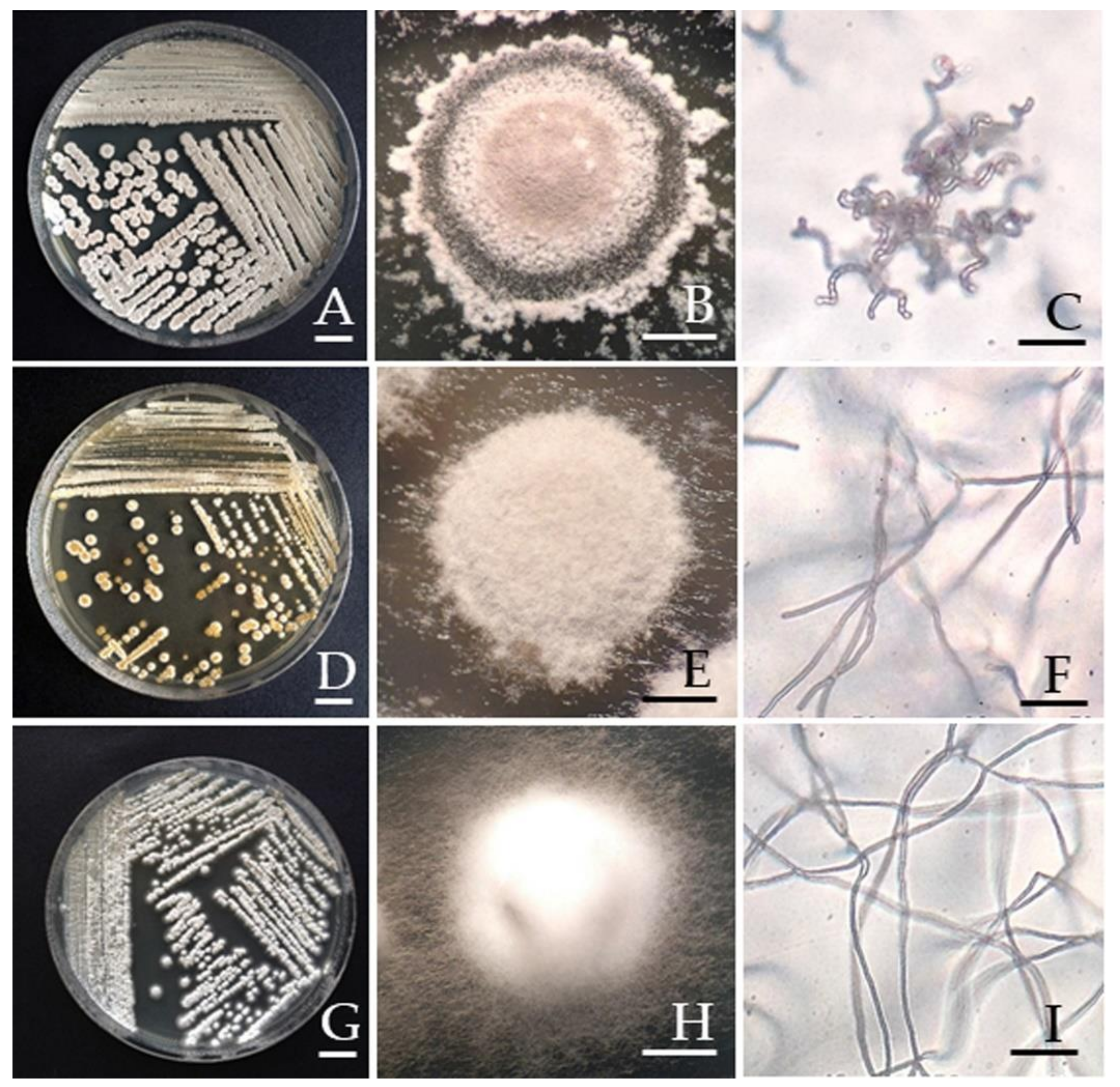 Microorganisms 09 01274 g001