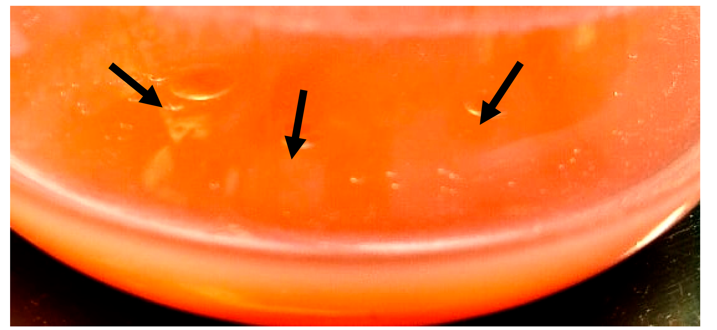 Microorganisms 09 01280 g002 Microorganisms 09 01280 g002