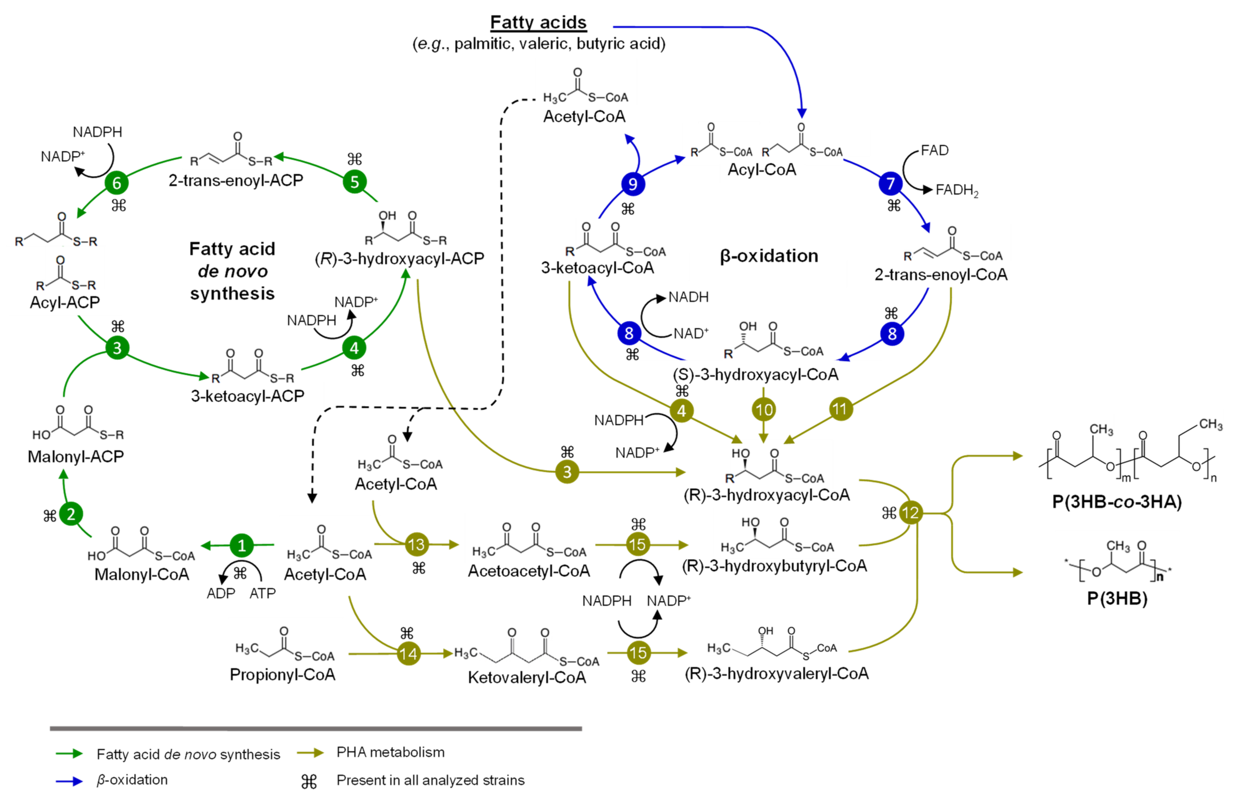 Microorganisms 09 01290 g003 Microorganisms 09 01290 g003