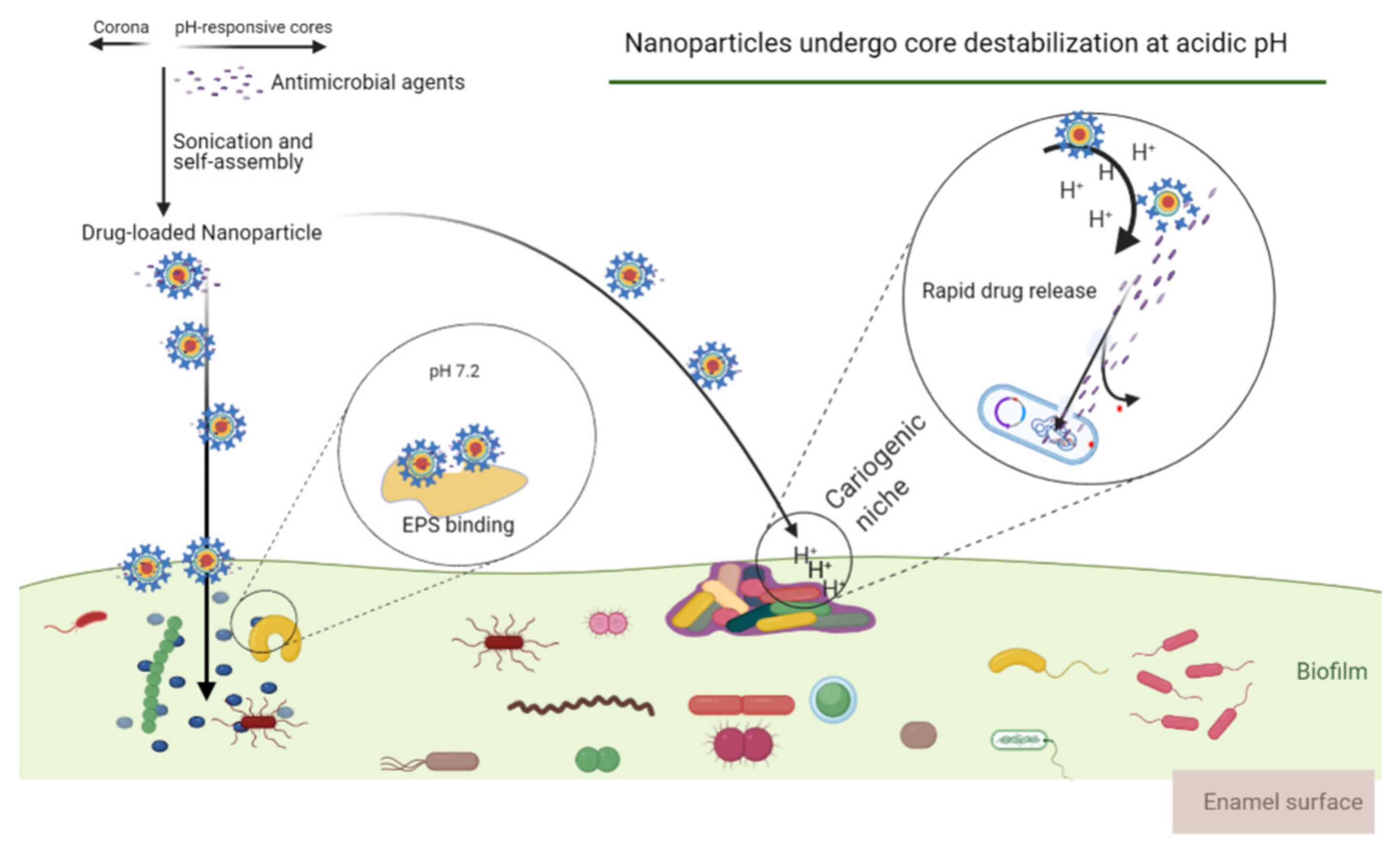 Microorganisms 09 01311 g003 Microorganisms 09 01311 g003