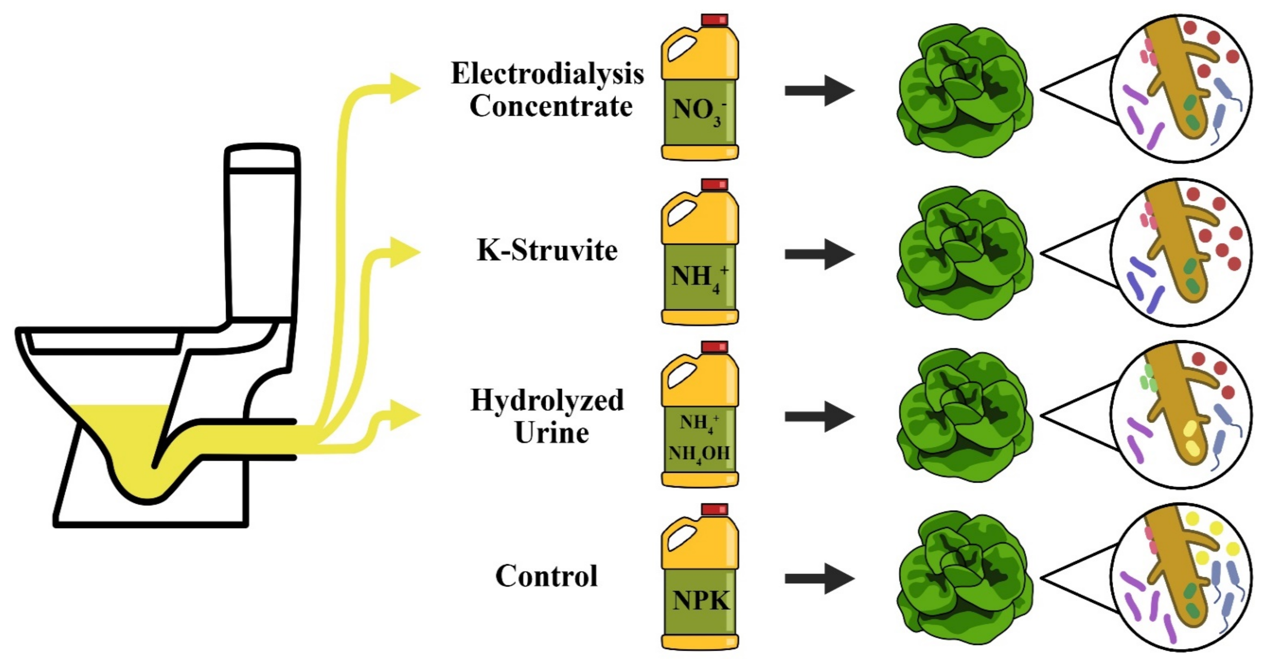 Microorganisms | Free Full-Text | Root-Associated Bacterial 