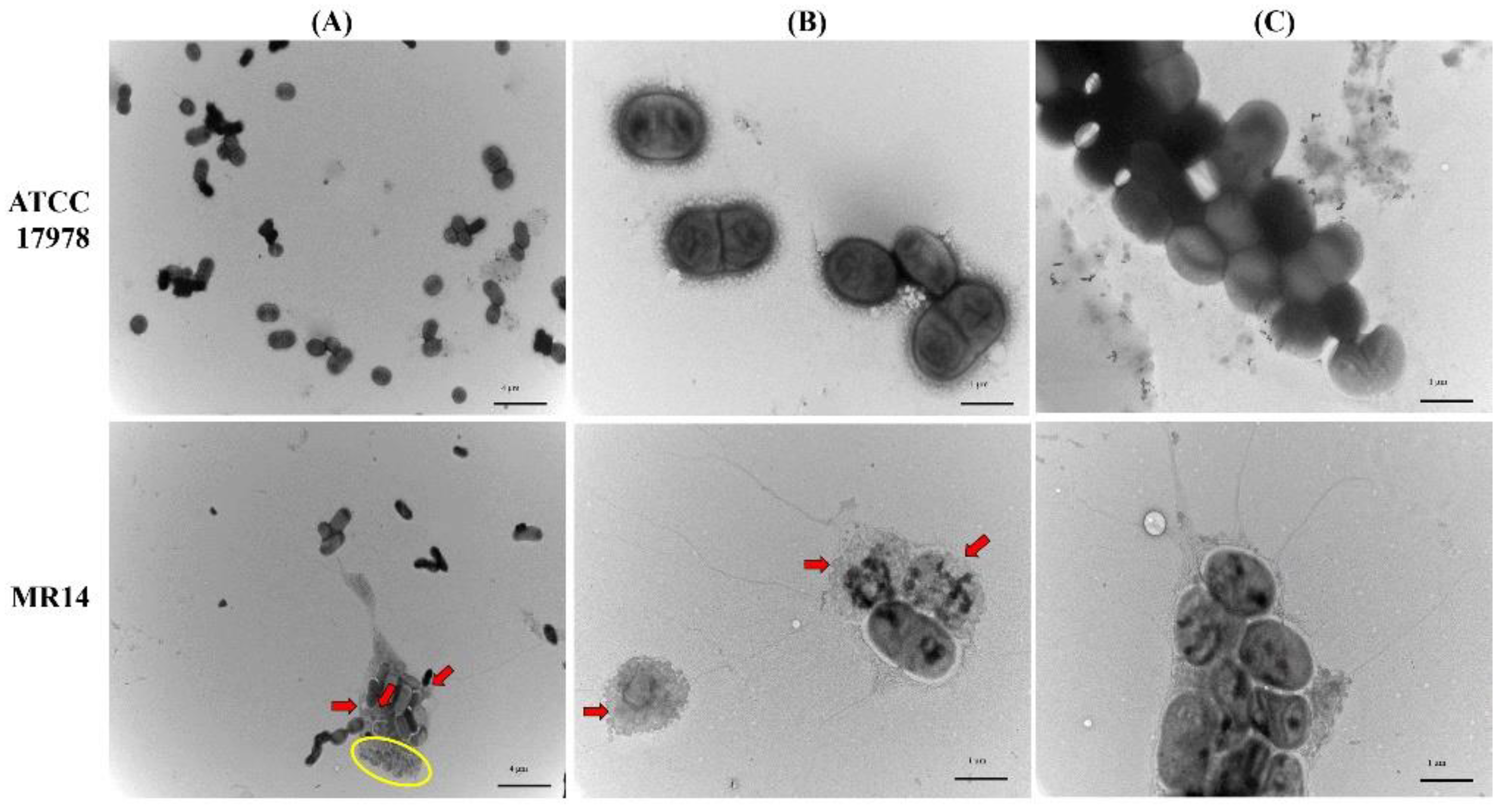 P. willinckii ’Bacteria’ TC 317 タイムセール P willinckii super dwarf 'Bacteria'② @bikamori