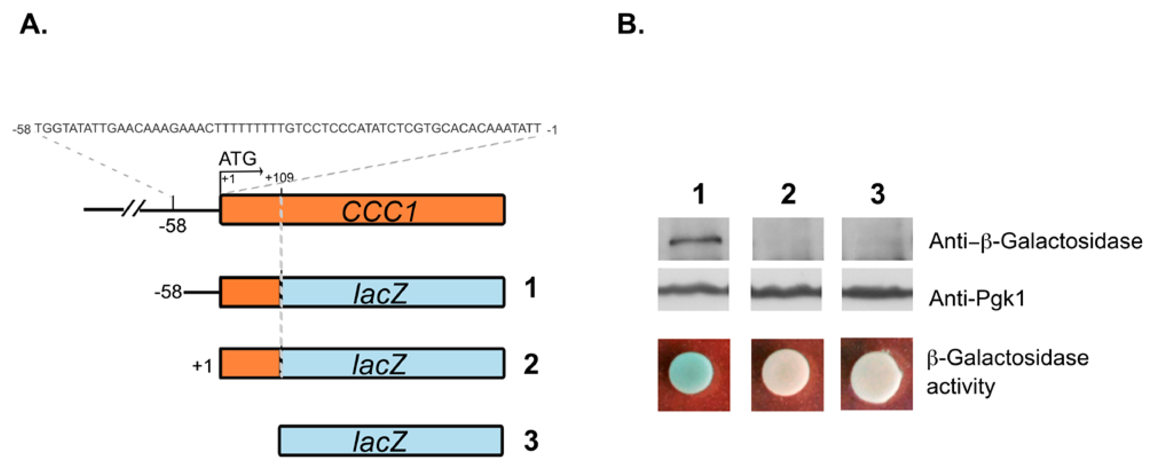 Microorganisms 09 01337 g002