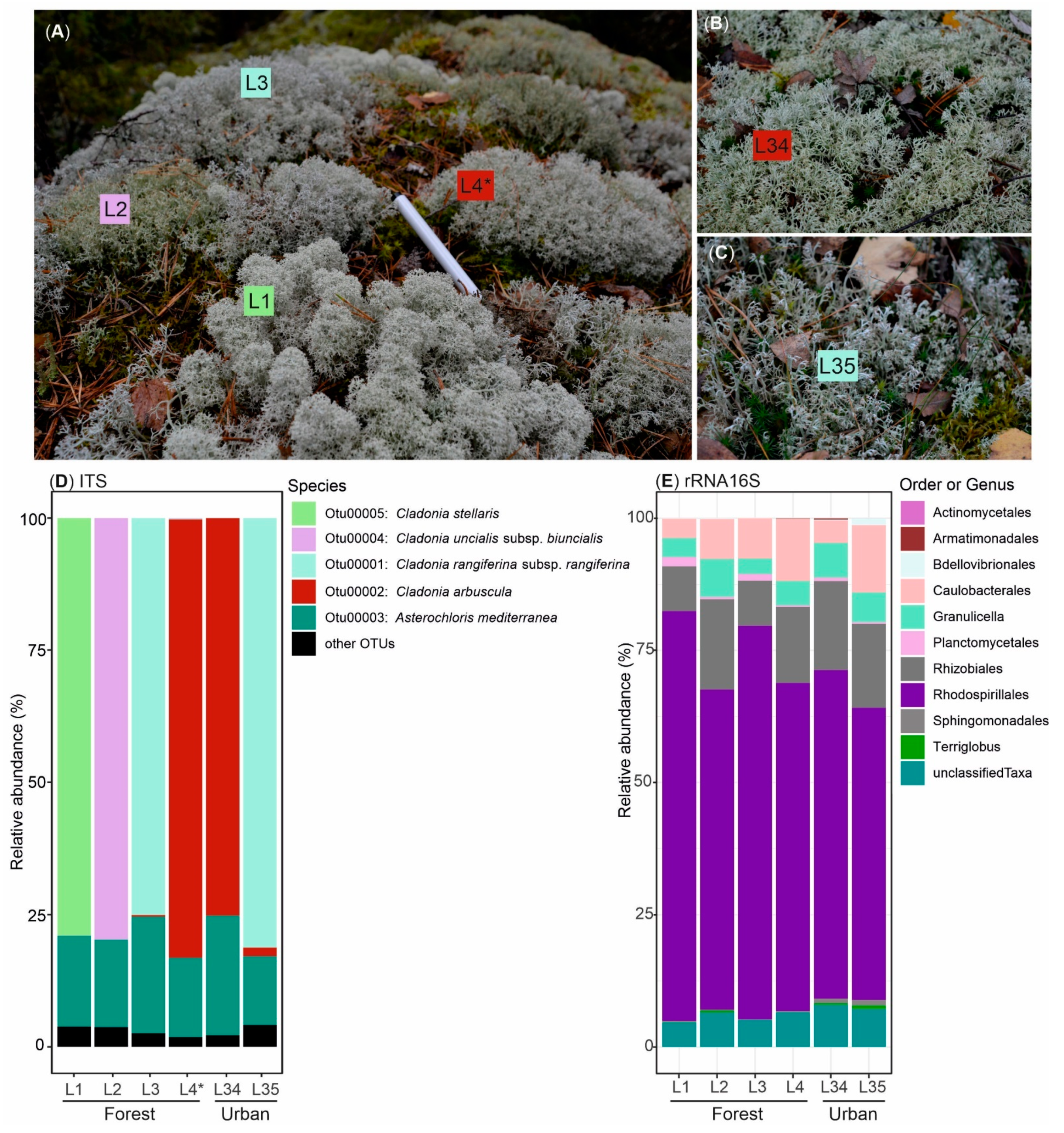 Microorganisms 09 01347 g001 550