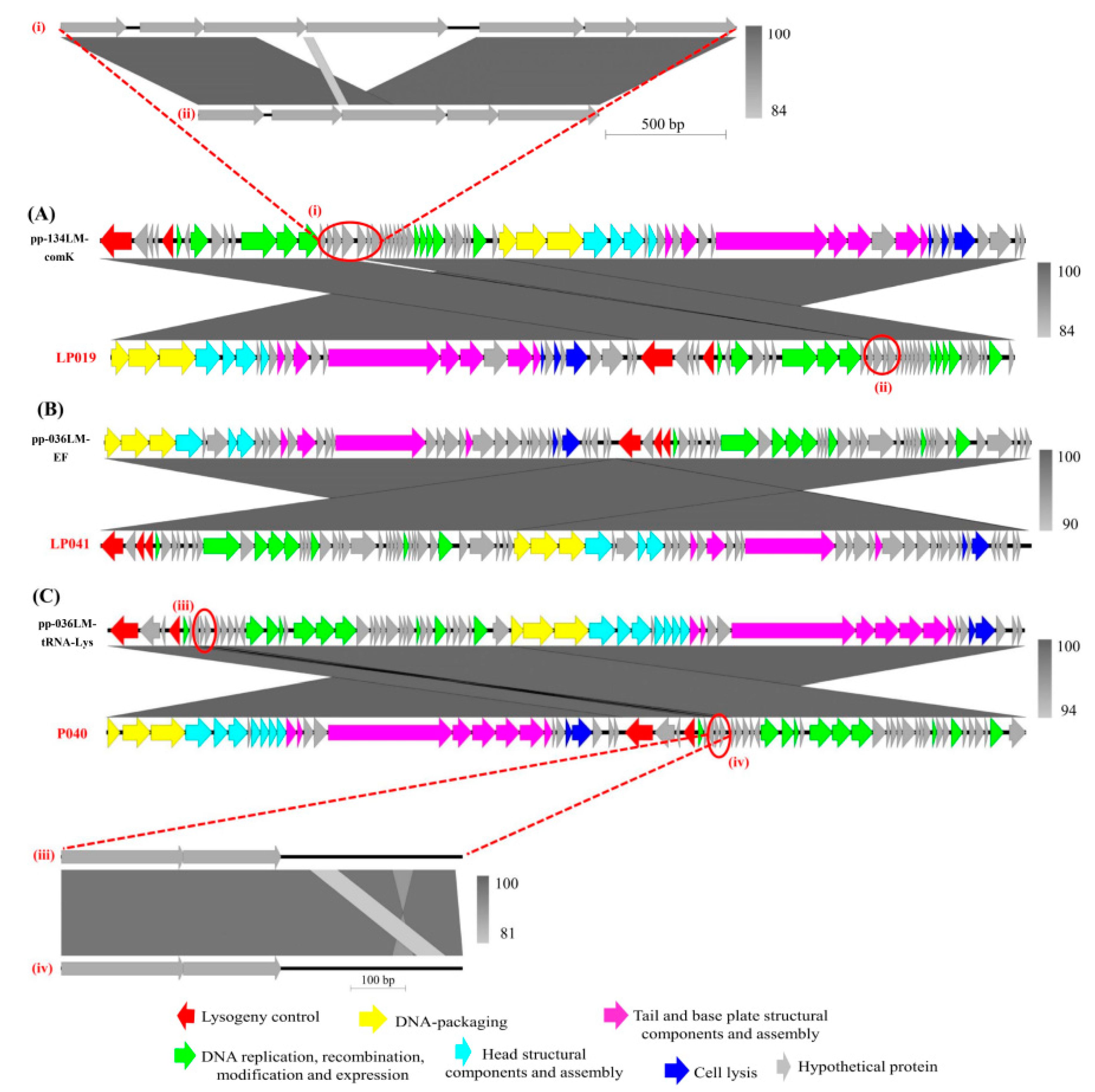 Microorganisms 09 01354 g003 Microorganisms 09 01354 g003