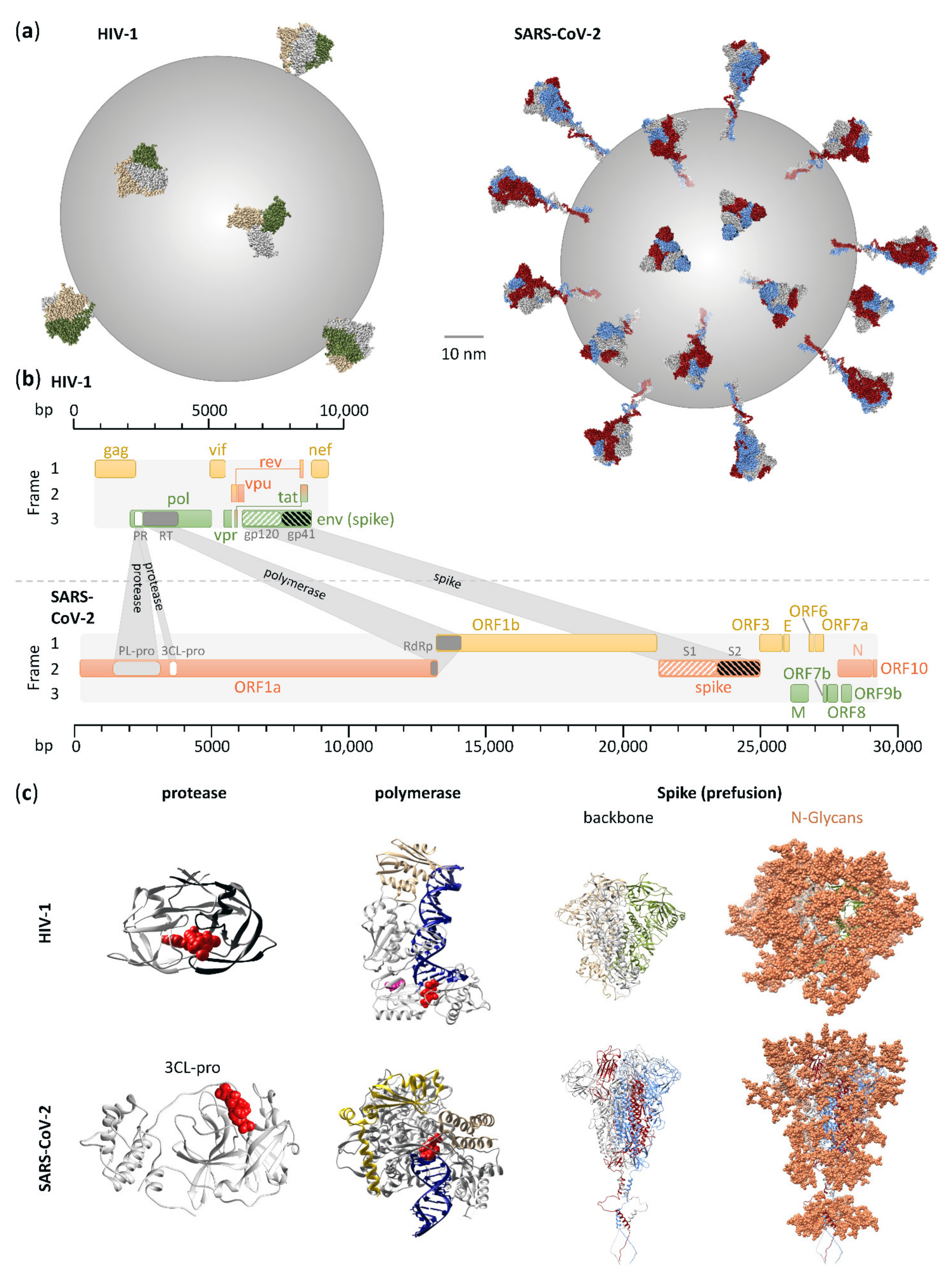 Microorganisms Free Full-Text SARS-CoV-2 Portrayed against HIV Contrary Viral Strategies in Similar Disguise picture